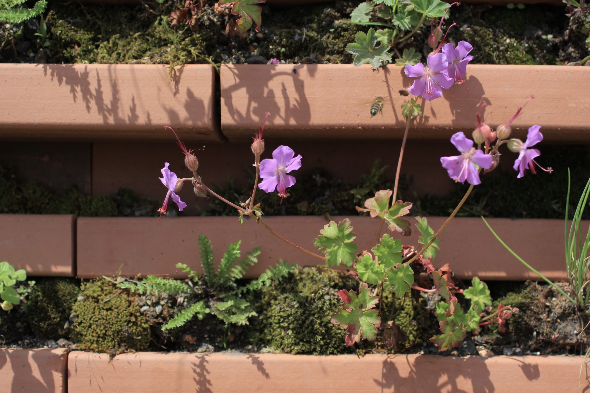 GreenBrick, Detailaufnahme