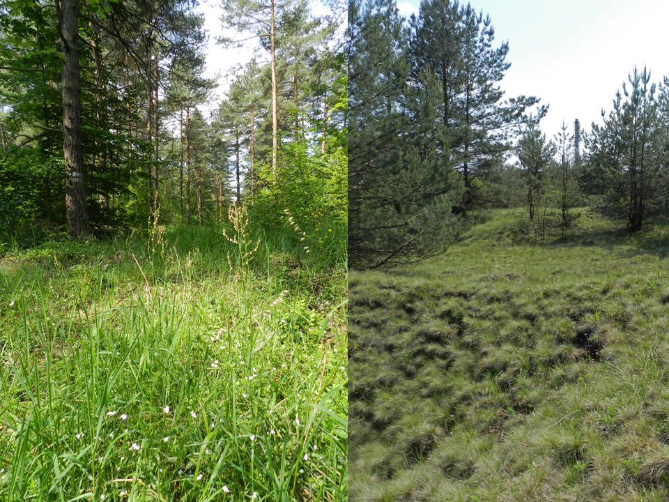 Waldbäume auf ehemaligen Bergbaugebieten (Fotocollage)