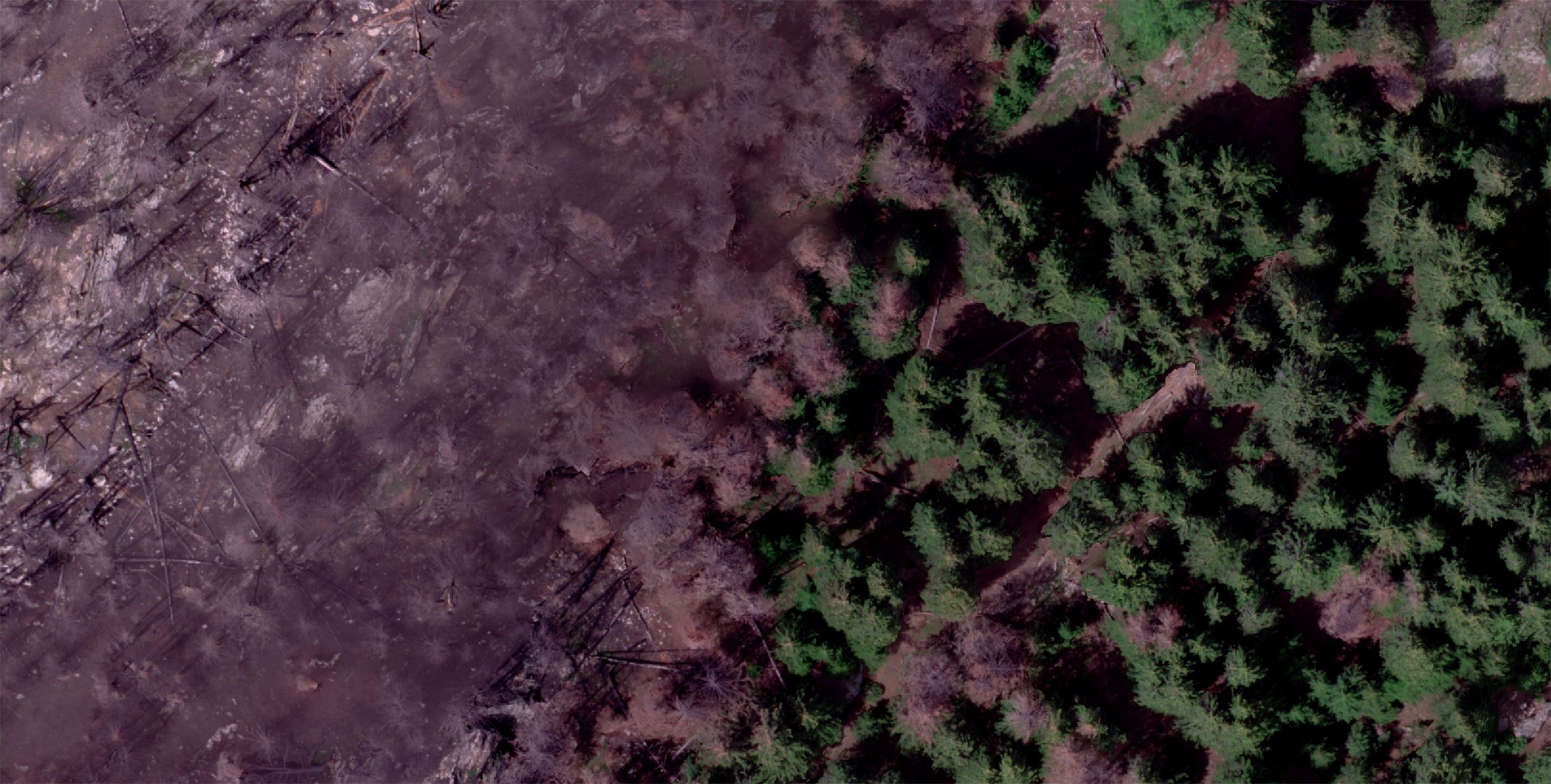 Luftbild des Waldbrandgebiets Bitsch (VS) im 2024