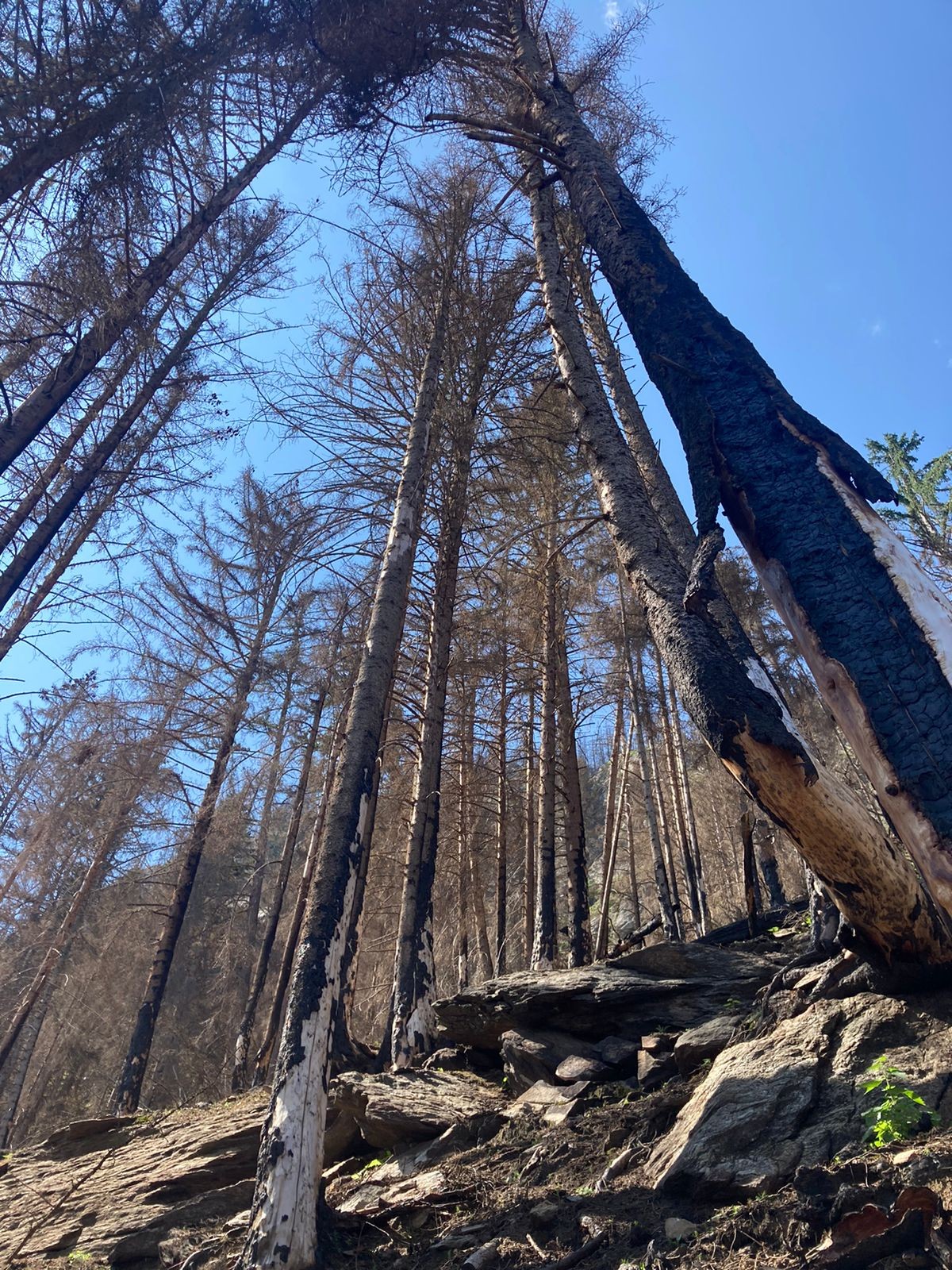 Fichten im Waldbrandgebiet Bitsch (VS)
