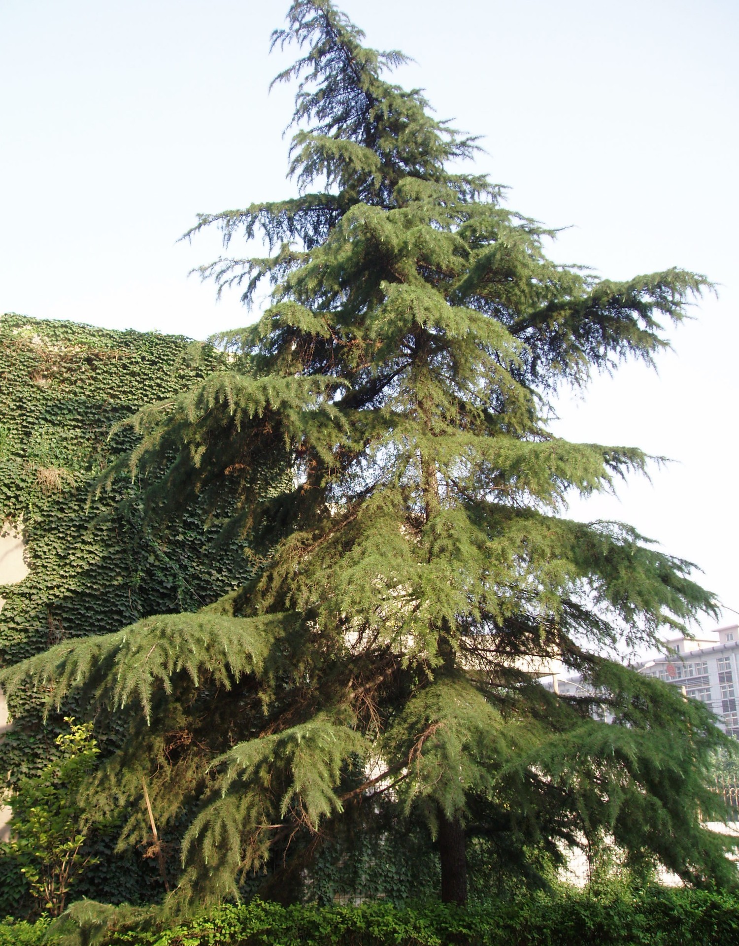 Cedrus_deodara_by_Fanghong
