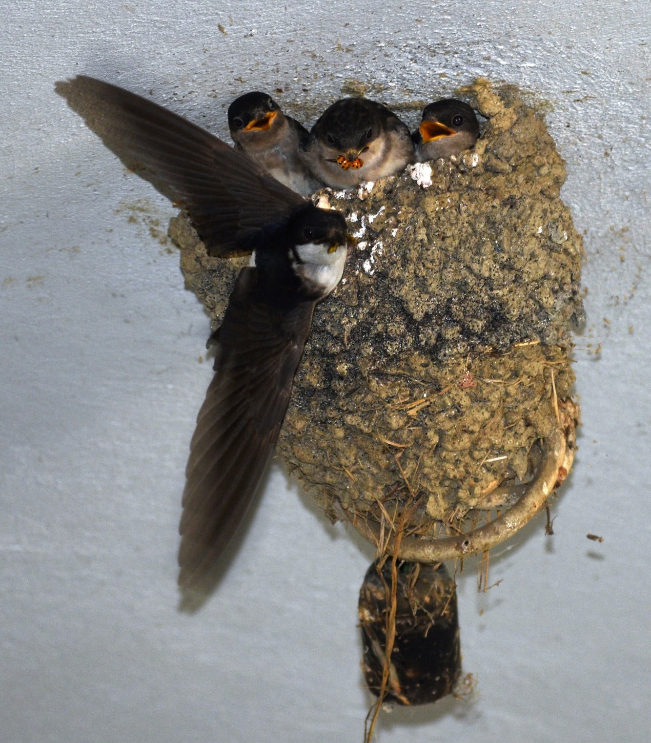 Mehlschwalben im Nest.