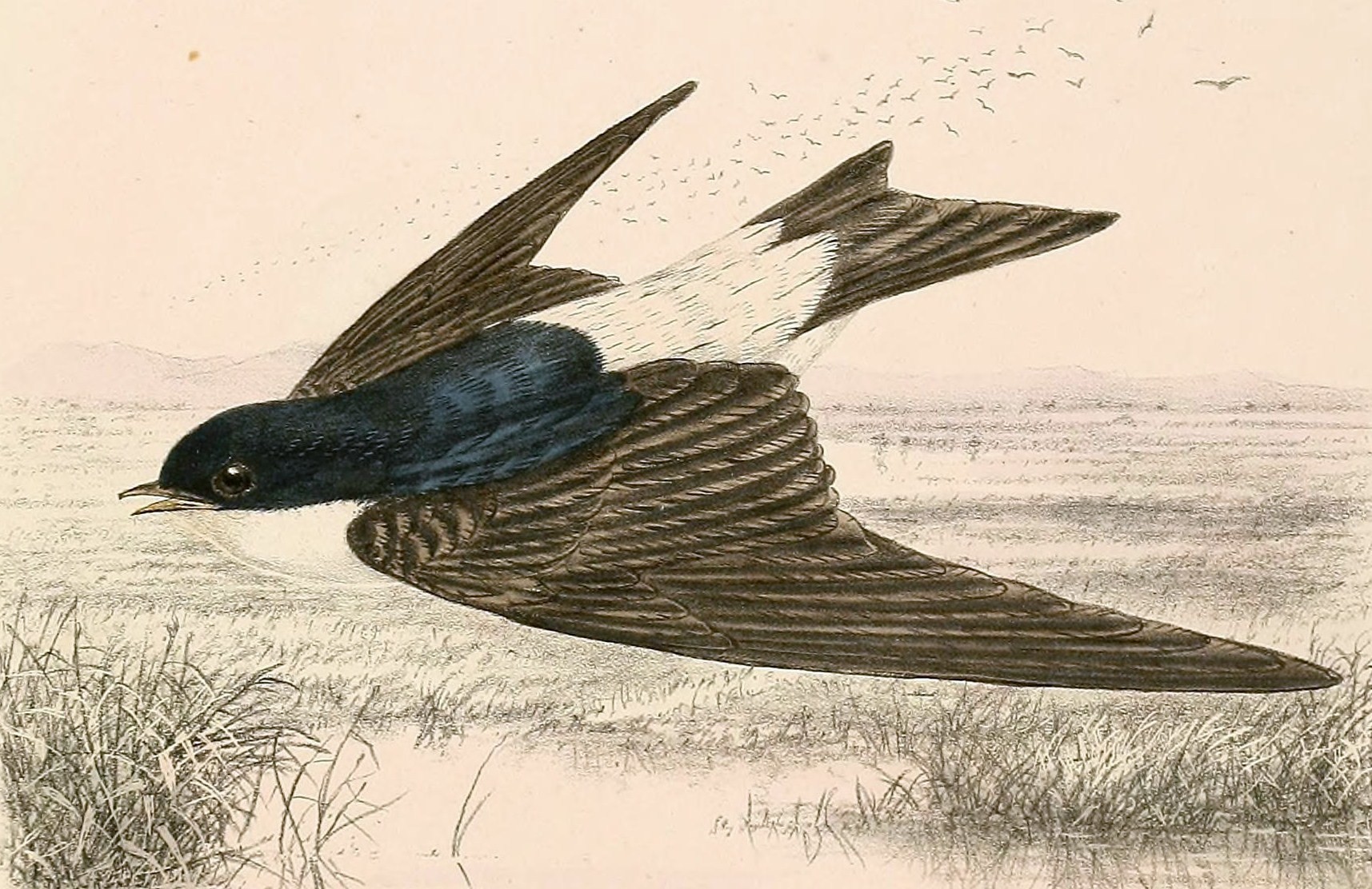 Mehlschwalbe (Illustration)