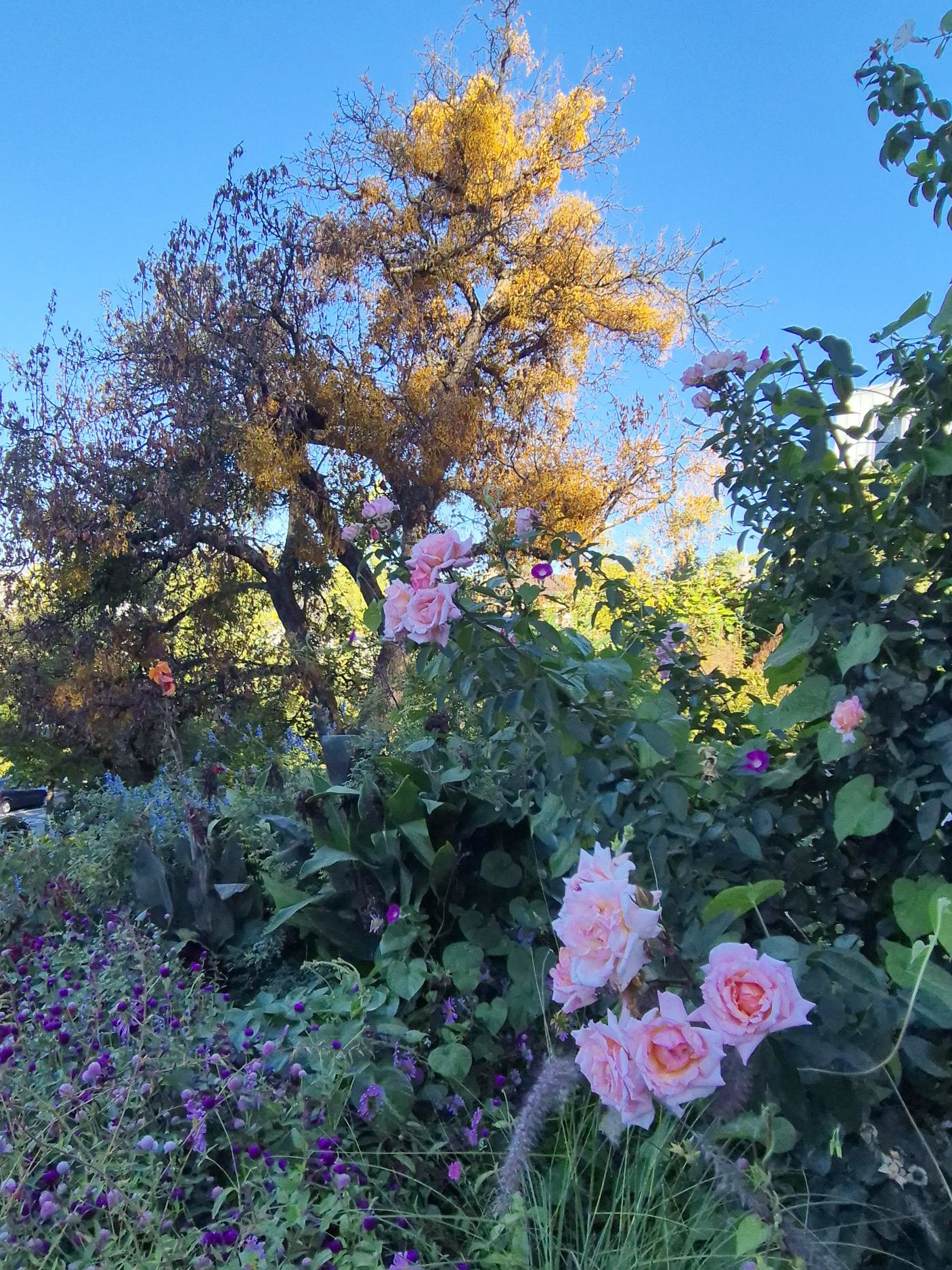 Botanischen Garten der Universität Zürich.