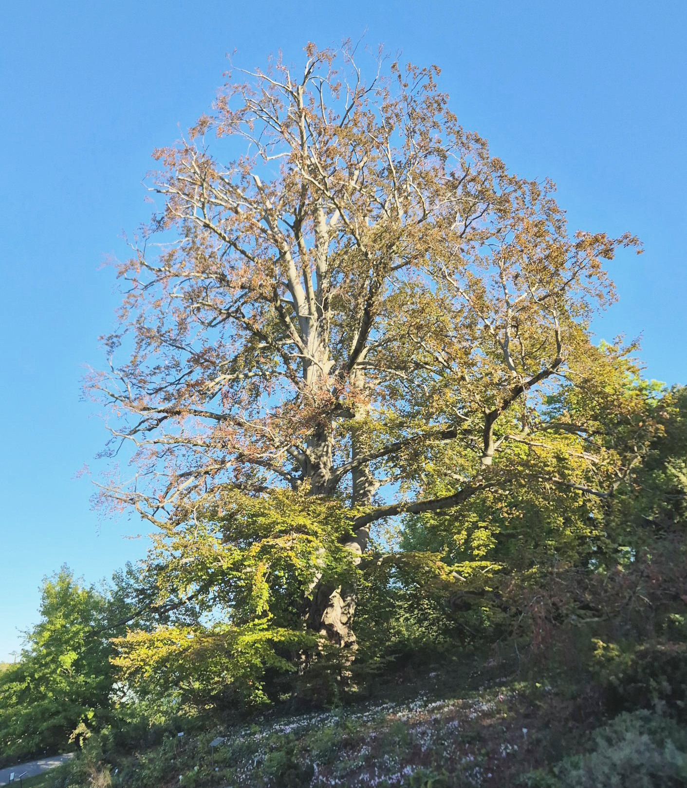 Blutbuche im Botanischen Garten der Universität Zürich
