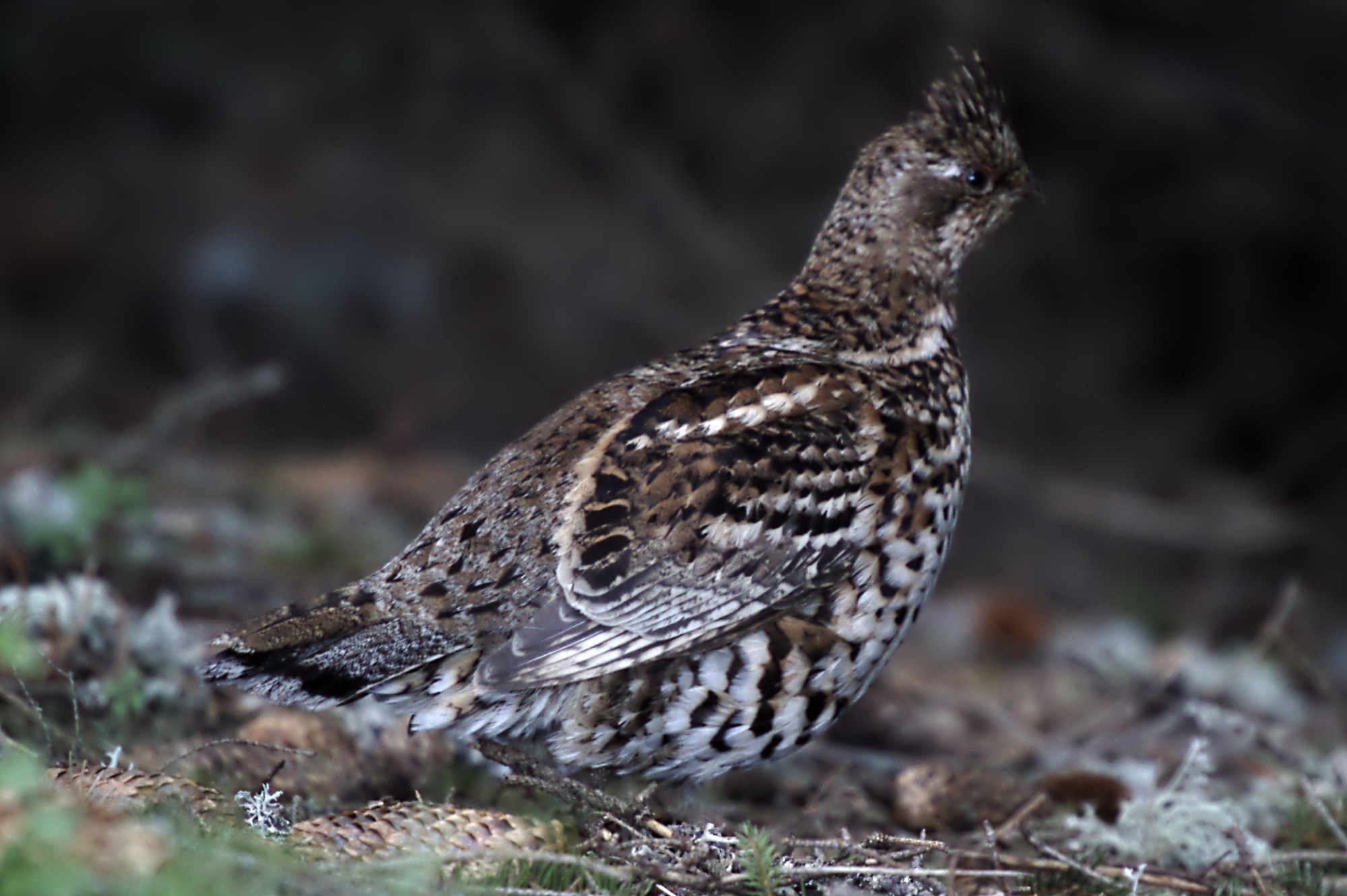 Haselhuhn-Weibchen