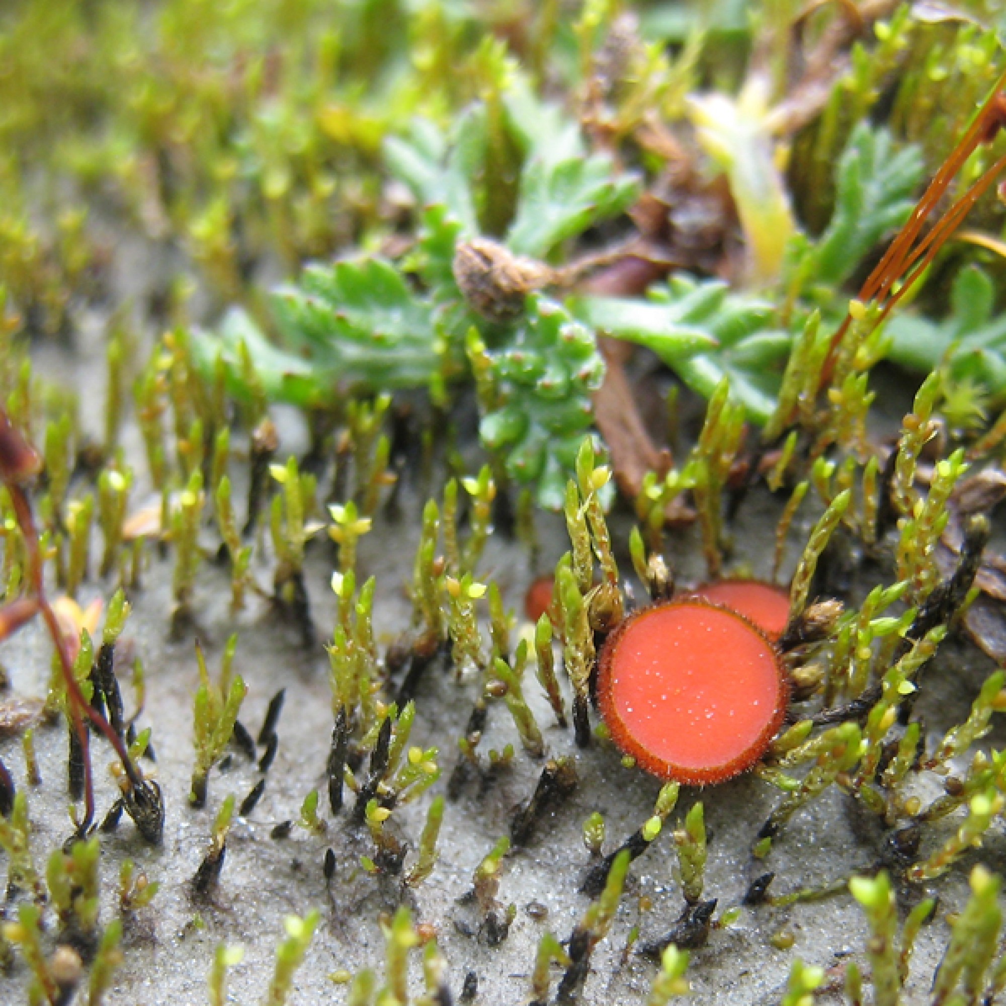 Einer der ersten, der das Gletschervorfeld besiedelt ist der orange Schildborstling (Scutellinia sp.). (Anita Zumsteg, WSL)