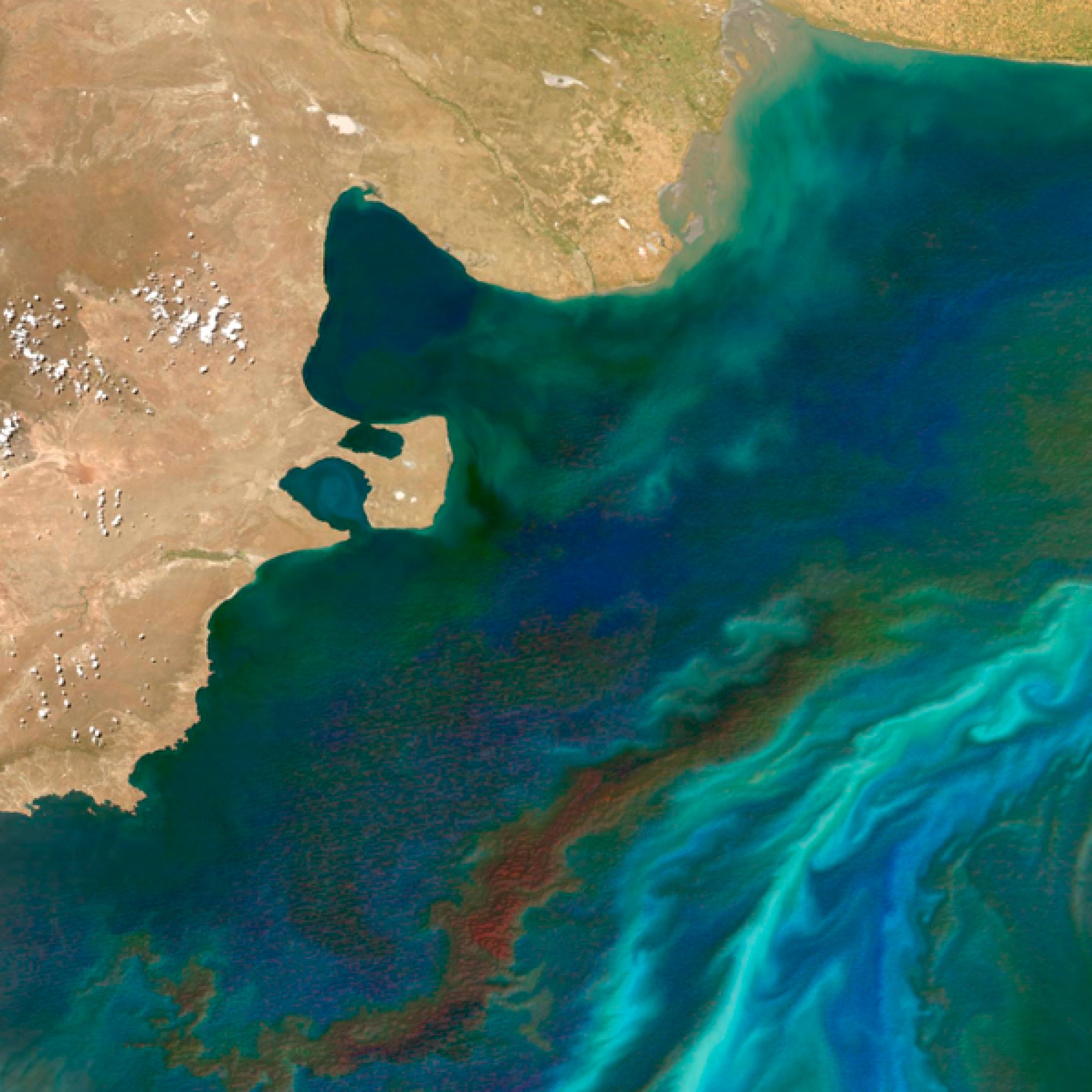 An der Küste Argentiniens  wird es bunt: Im Sommer blühen dort die Pythoplanktons und sorgen zusammen mit den Strömungen für ein grünt-türkis-blaues Farbenspiel. (nasa.org)