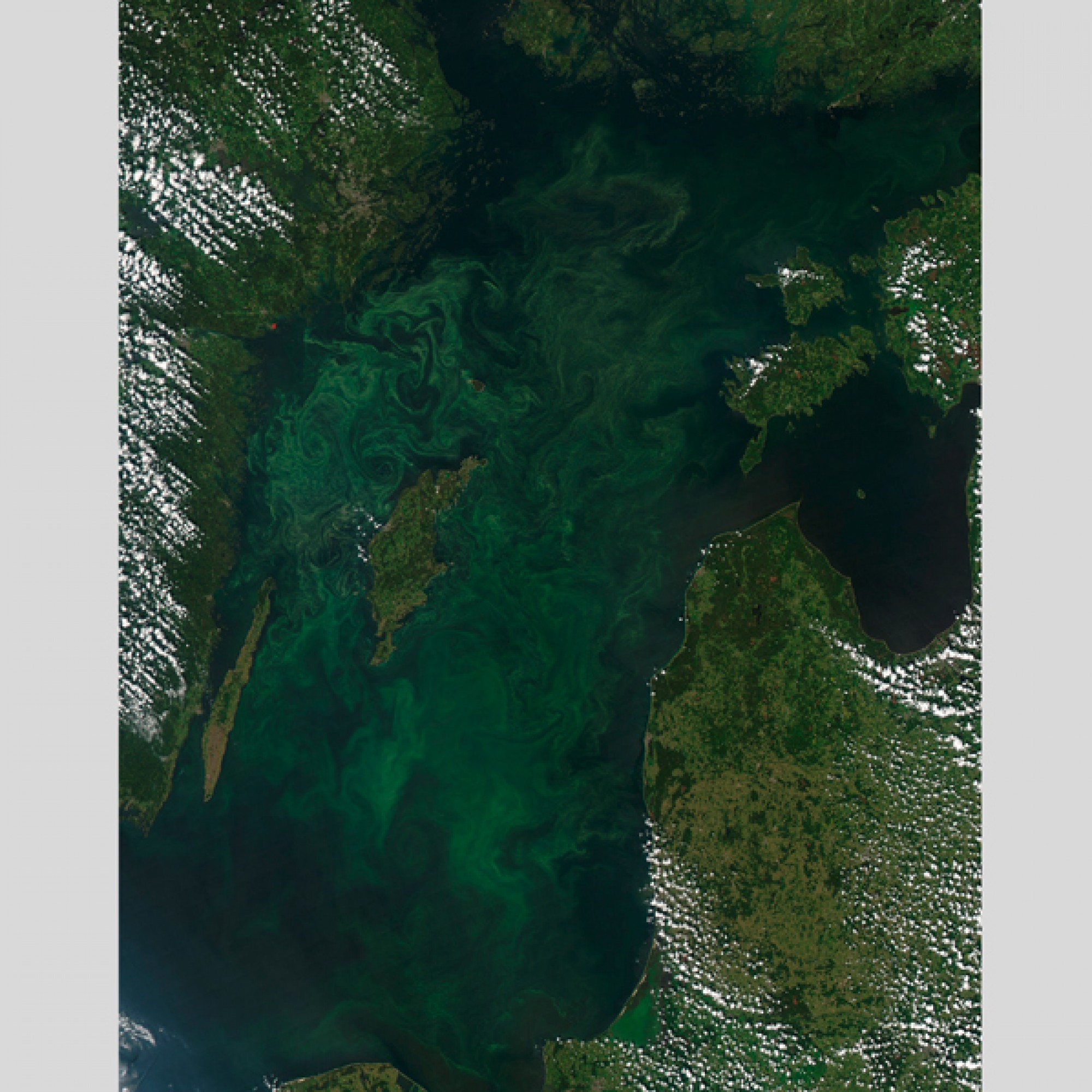 Und für eine Symphonie in dunkelgrün und tiefblau sorgen die Algen in der Baltischen See. (Nasa)