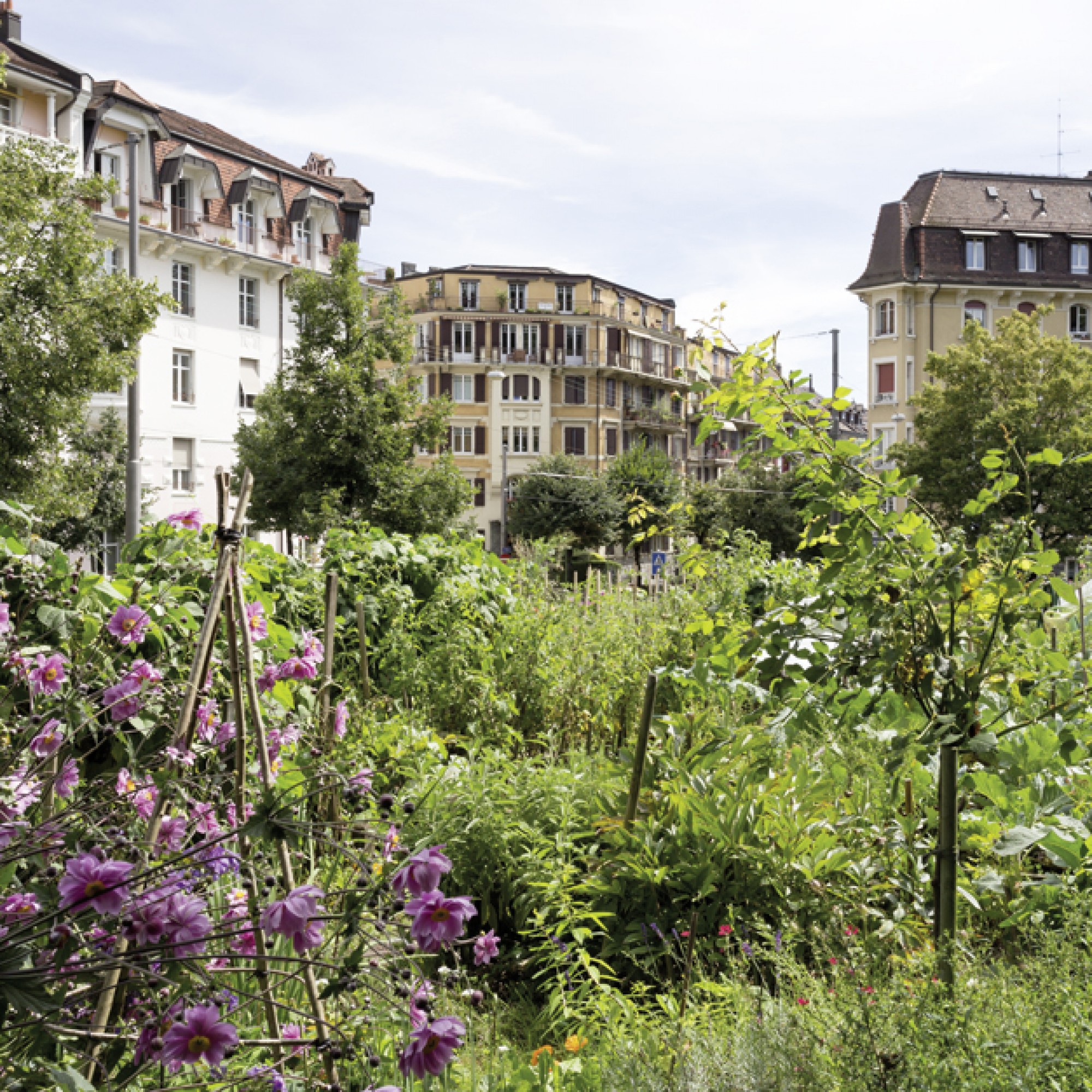 Es grünt so grün mitten in der Stadt: Plantage Harpe... (Schweizer Heimatschutz) 