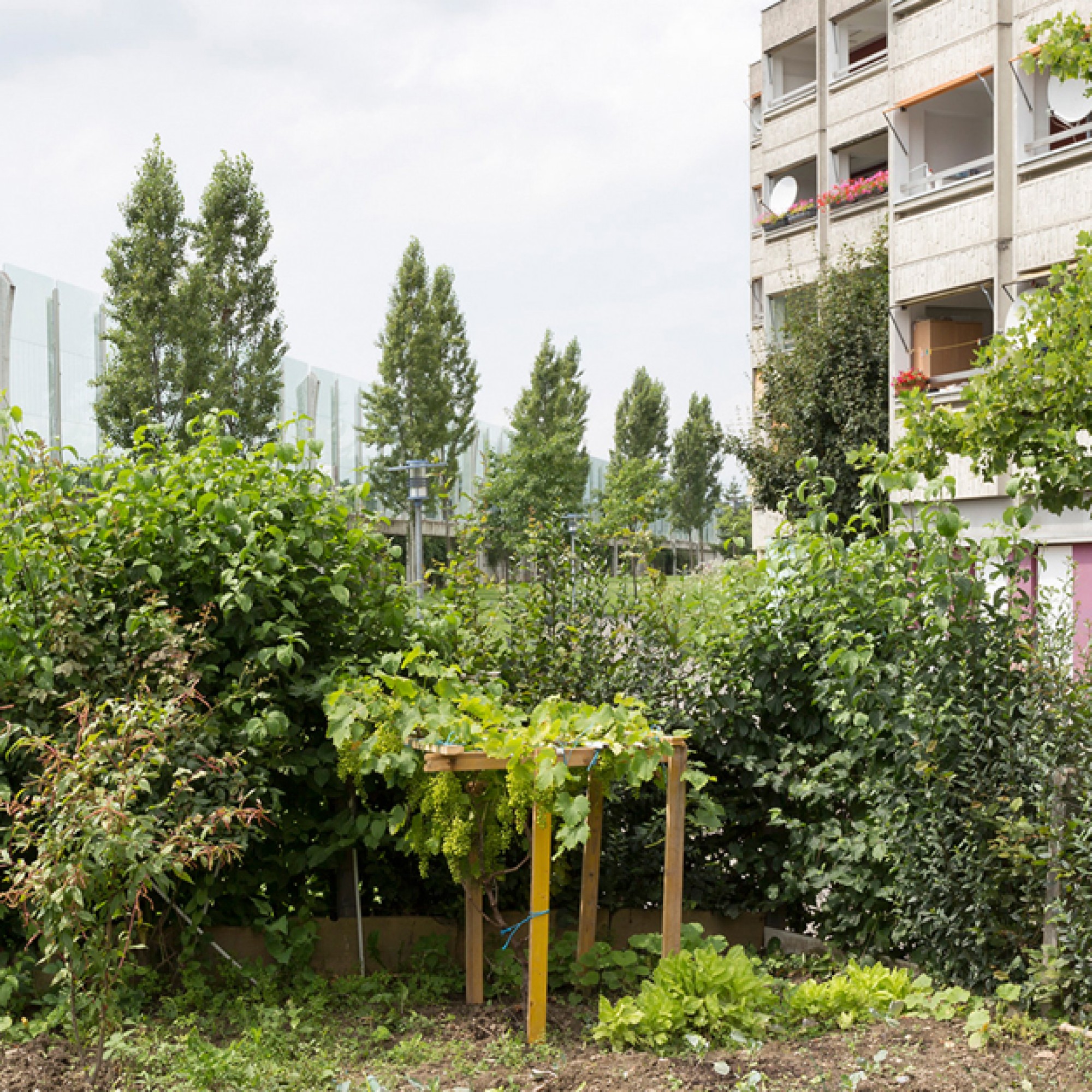 ...in der Plantage Bourdonnette und ... (Schweizer Heimatschutz) 