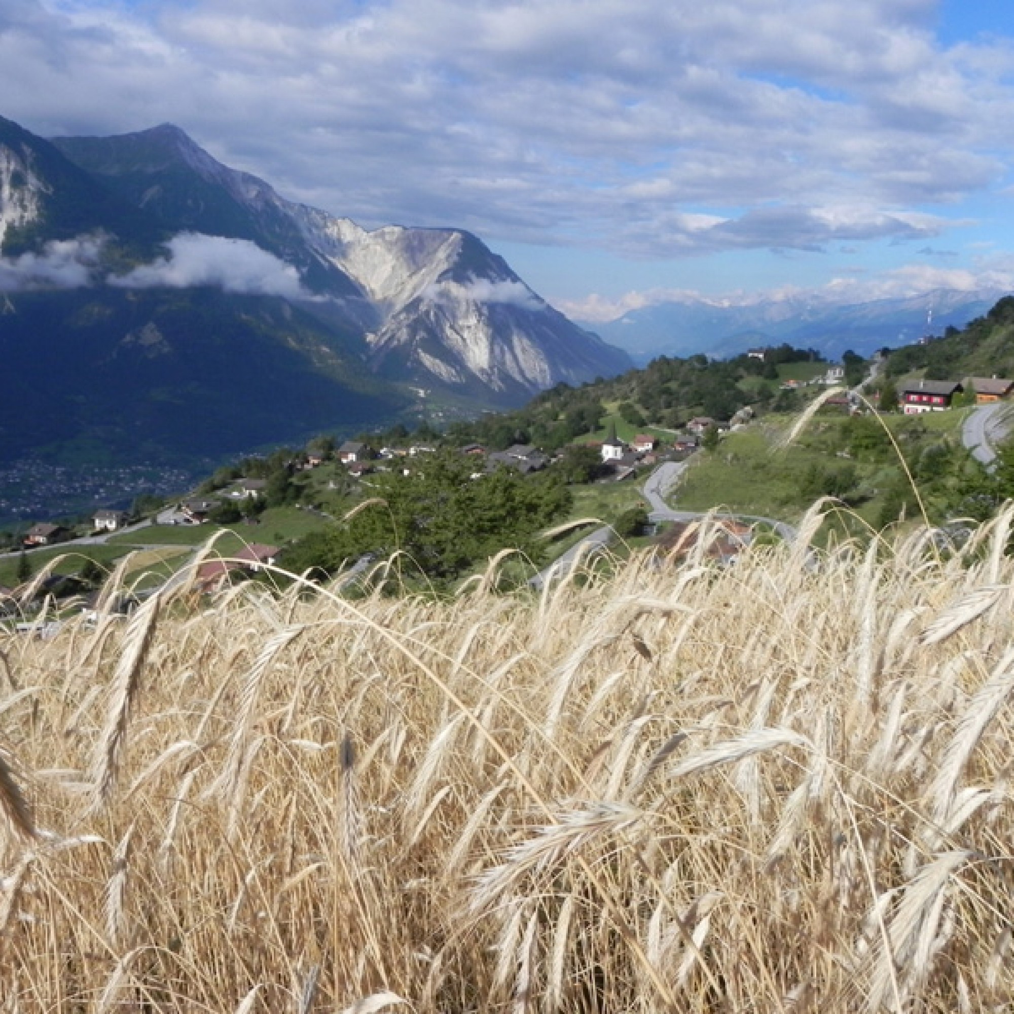 Roggenfeld im Wallis, Symbolbild (Roni Vonmoos-Schaub)