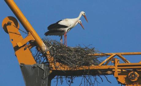 Die beiden Turtelstörche haben das Nest fertig gebaut. (Natur- und Vogelschutzverein Kaiseraugst)