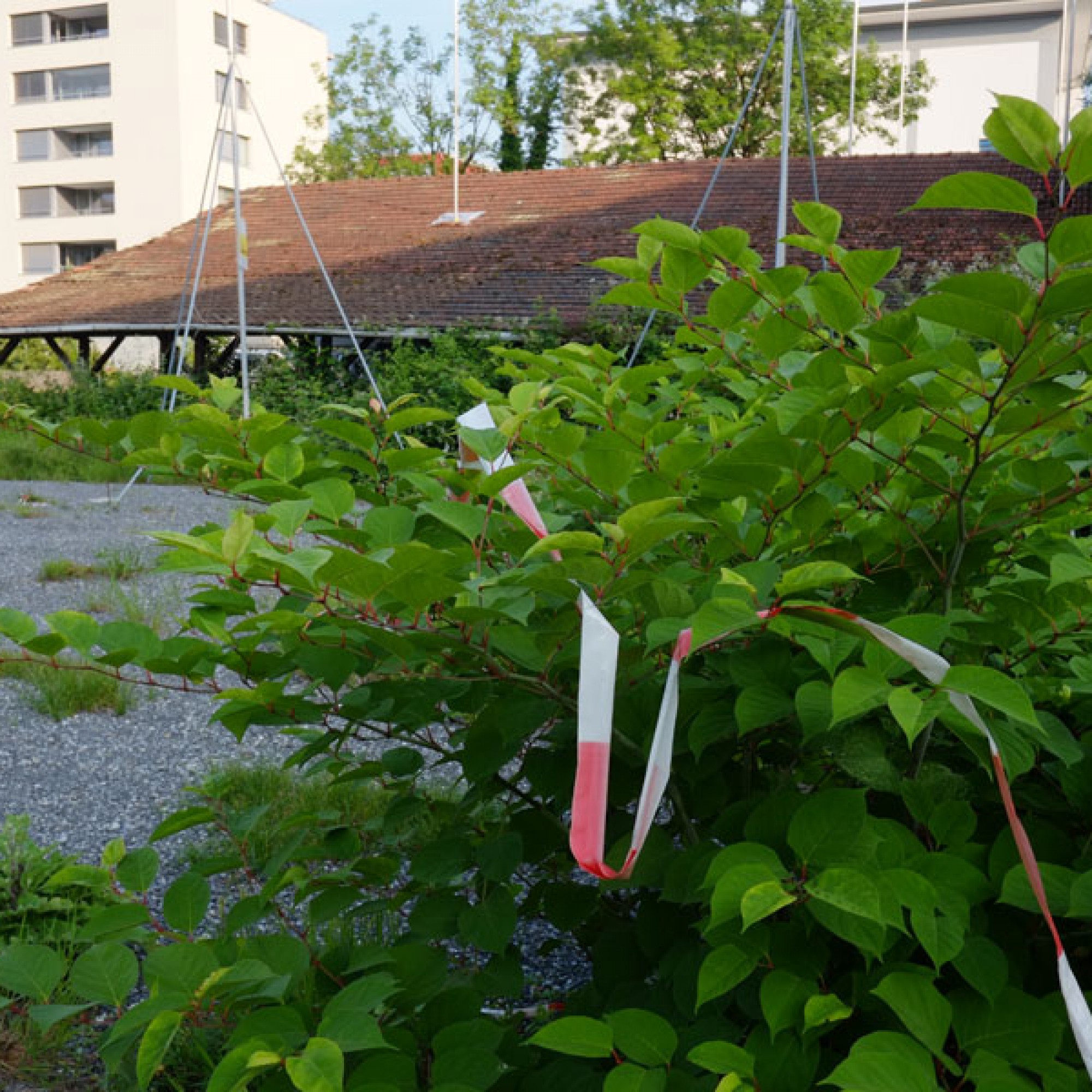 Japanischer Knöterich im Tribschenstadt-Quartier in Luzern (Urs Rüttimann)