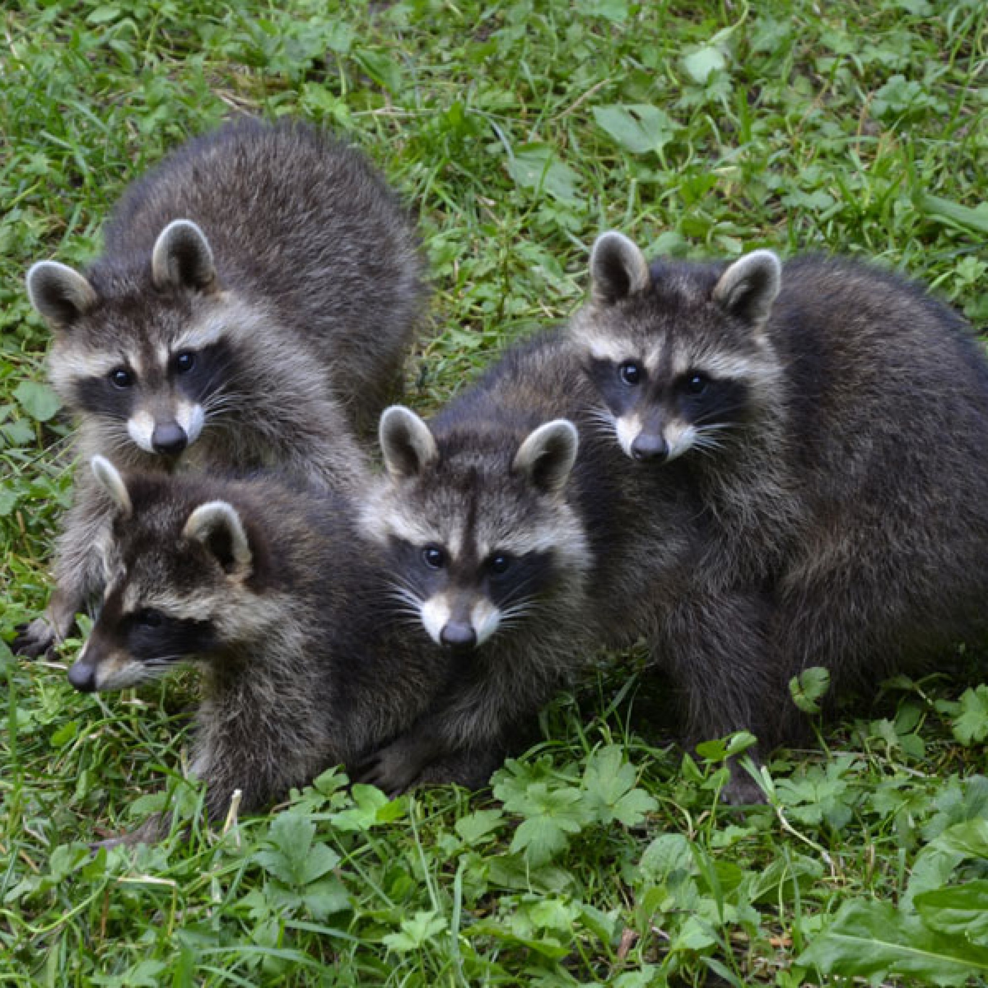 Junge Waschbären (Natur- und Tierpark Goldau)