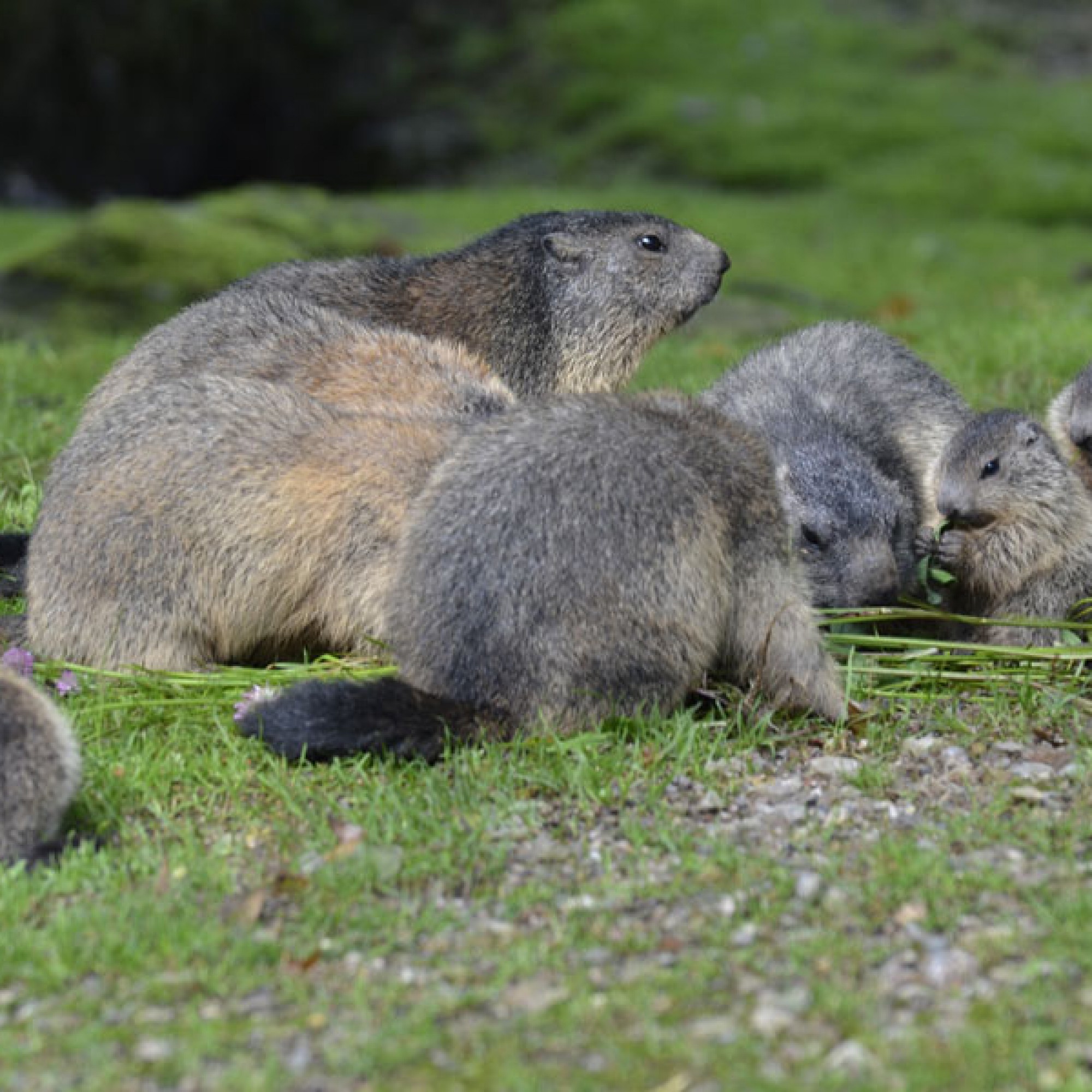 Murmeltiere – Vegetarier und Gourmets (Natur- und Tierpark Goldau)