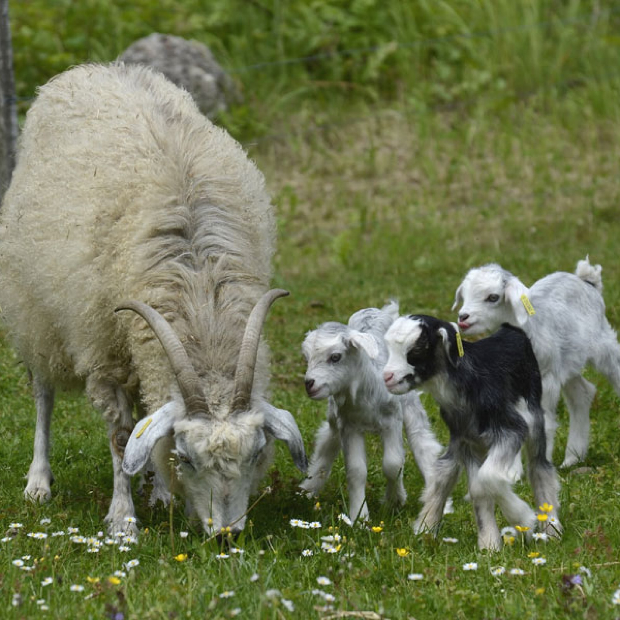 Lebenslustige Kaschmir-Zicklein (Natur- und Tierpark Goldau)