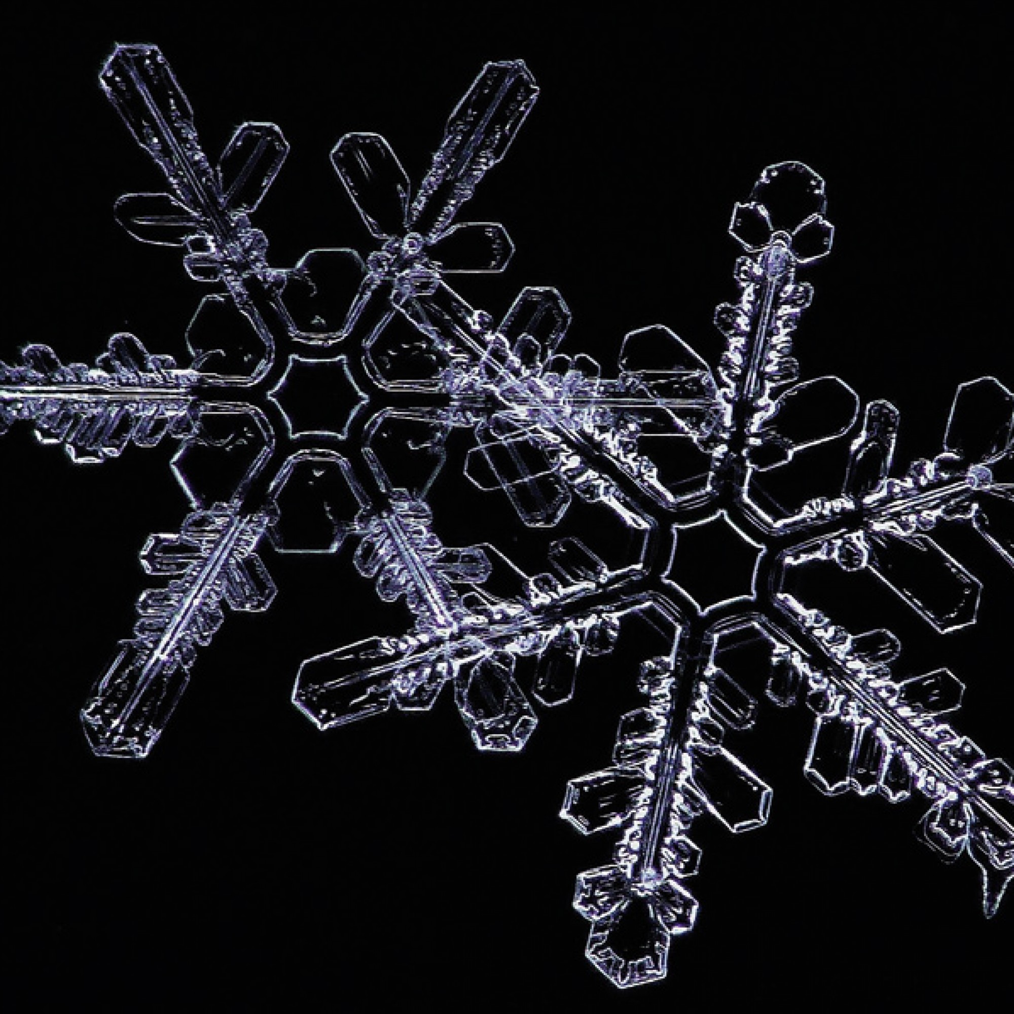 Werner Albisser hat mit Hilfe der Makrofotografie die vergängliche Schönheit der Schneekristalle eingefangen. (Werner Albisser / Naturmuseum Olten)