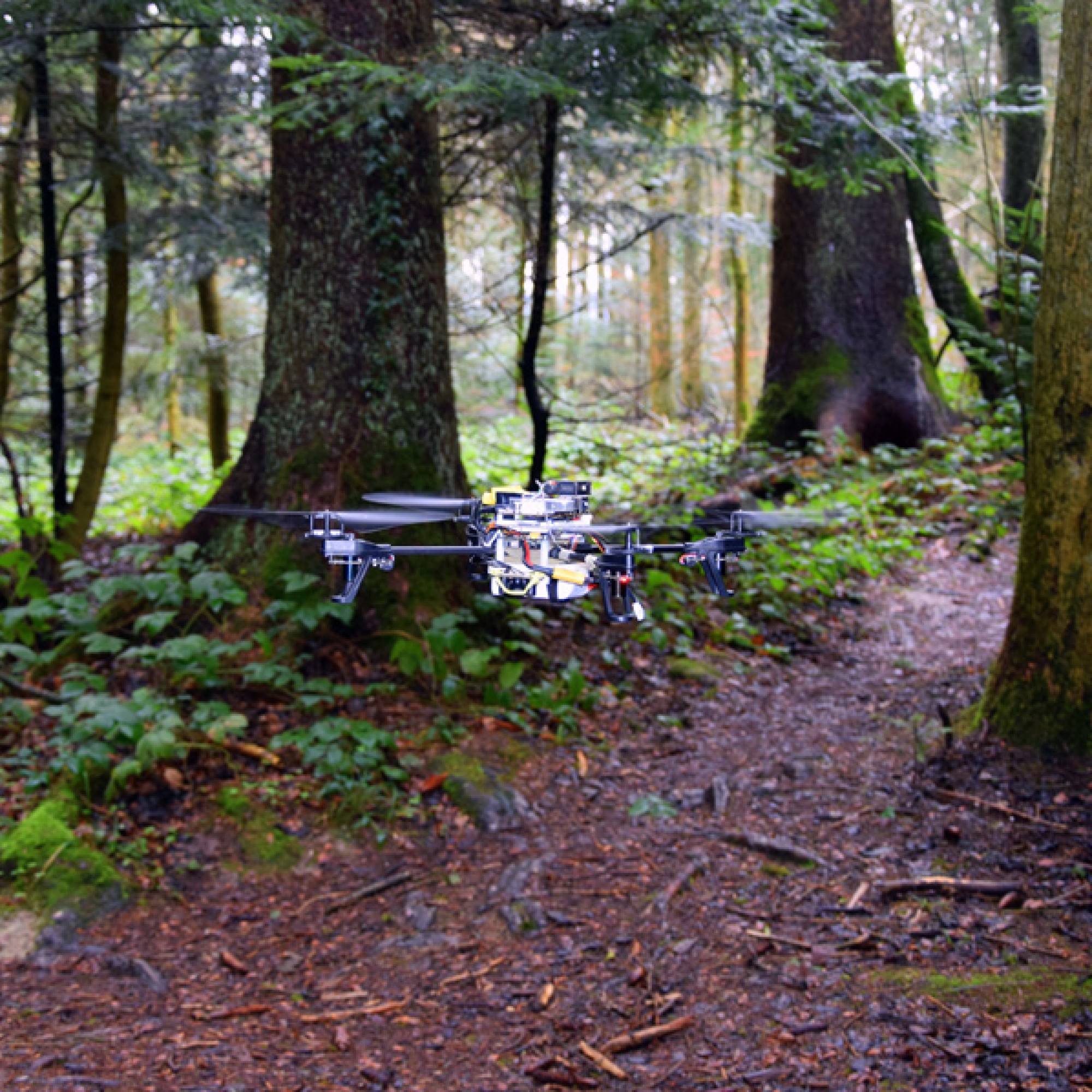 Dank künstlicher Intelligenz findet die Drohne auch im Wald ihren Weg. (zvg)