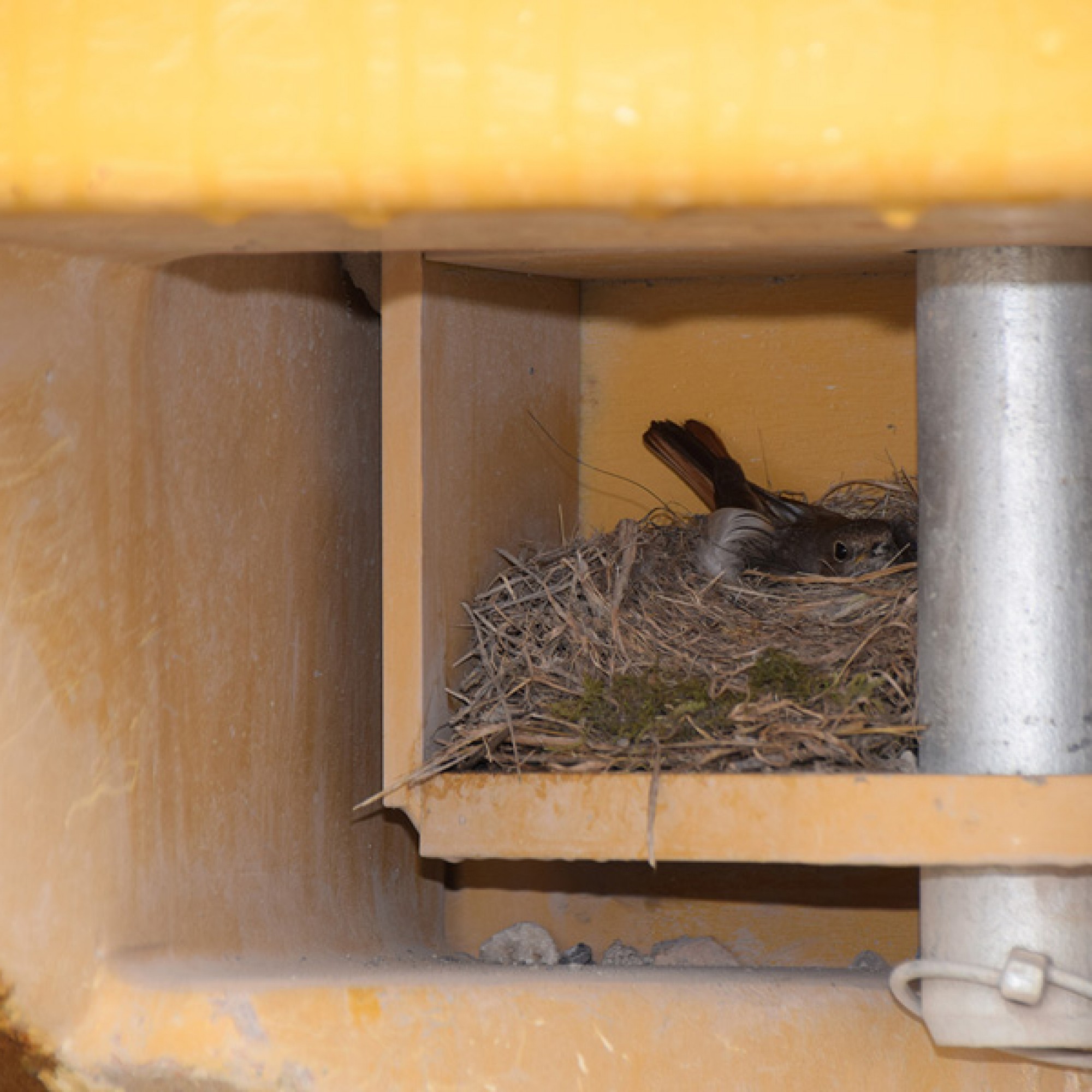 Der Nistplatz des Vogels in einer Nische im Heck des Pneuladers. (Bild: March-Anzeiger/Höfner Volksblatt)