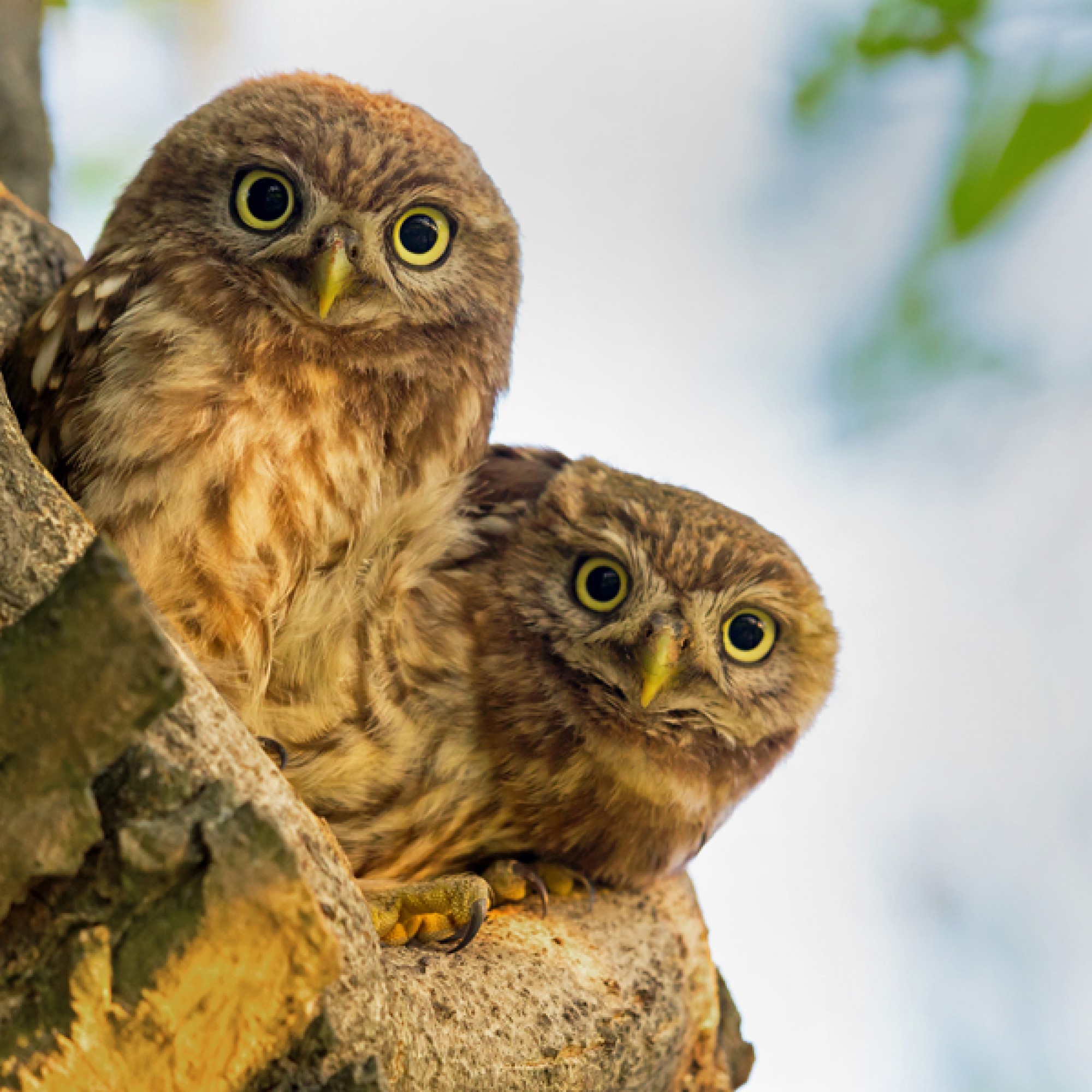 Putzige Kerlchen: junge Steinkäuze vor der Bruthöhle. (Mathias Schäf, Bird Life)