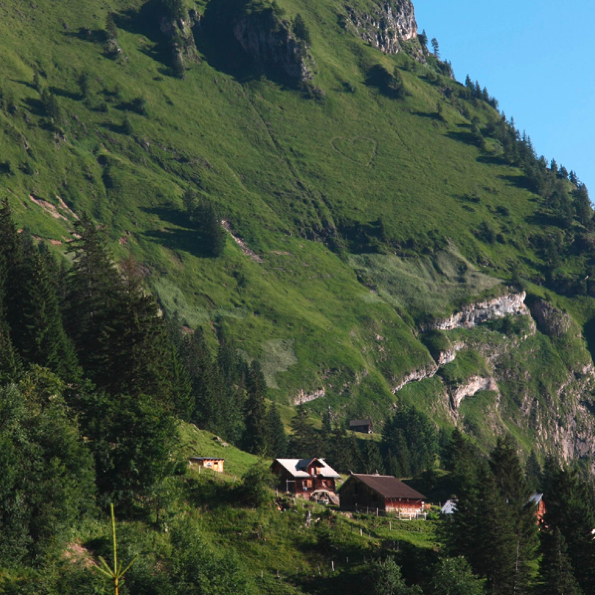 Die Wildheumatten befinden sich an sehr steilen Lagen, so auch im Isenthal. (Mary Leibundgut/ SL) 1/4