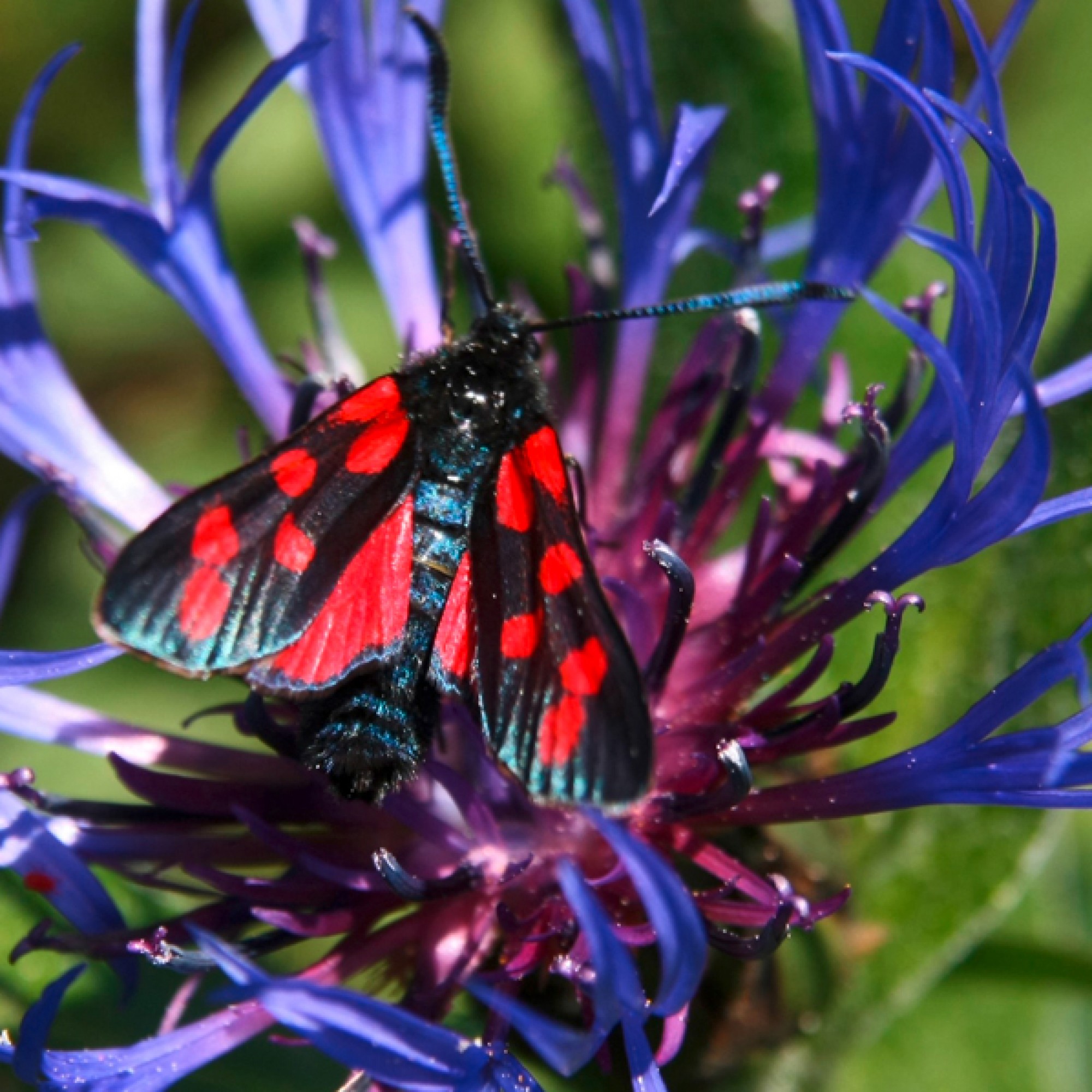 Dank dem Wildheuen bleibt auch Flora und Fauna erhalten. Im Bild: Kornblume mit Hufeisenklee-Widderchen. (Mary Leibundgut/SL). . (Mary Leibundgut/SL)