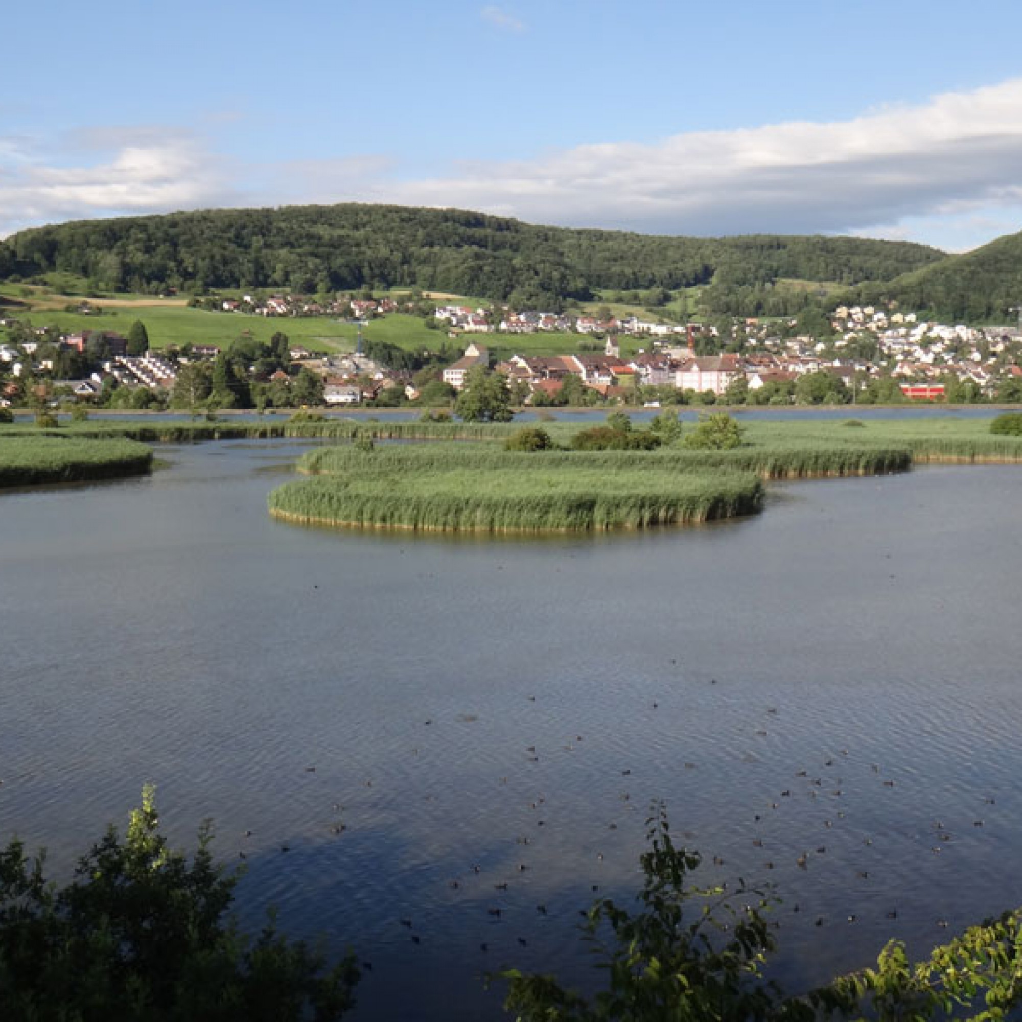 Klingnauer Stausee: In diesem Naturschutzgebiet können mehr als 300 Vogelarten beobachtet werden (Birdlife Schweiz)