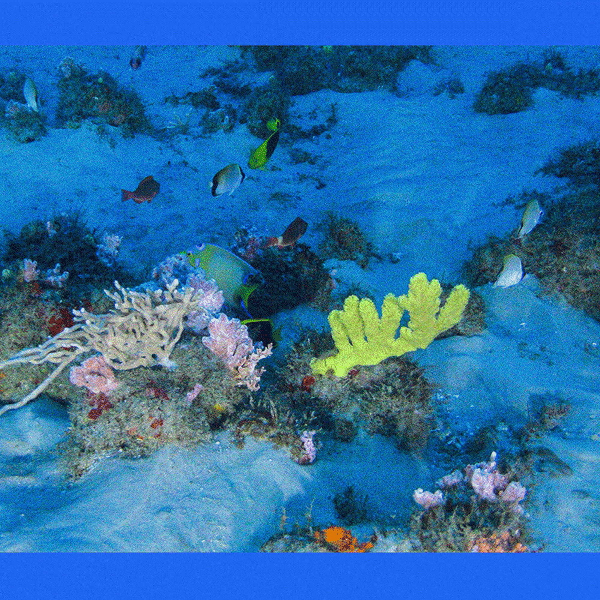 So sieht das Amazonas-Korallenriff aus (Bilder: Greenpeace)