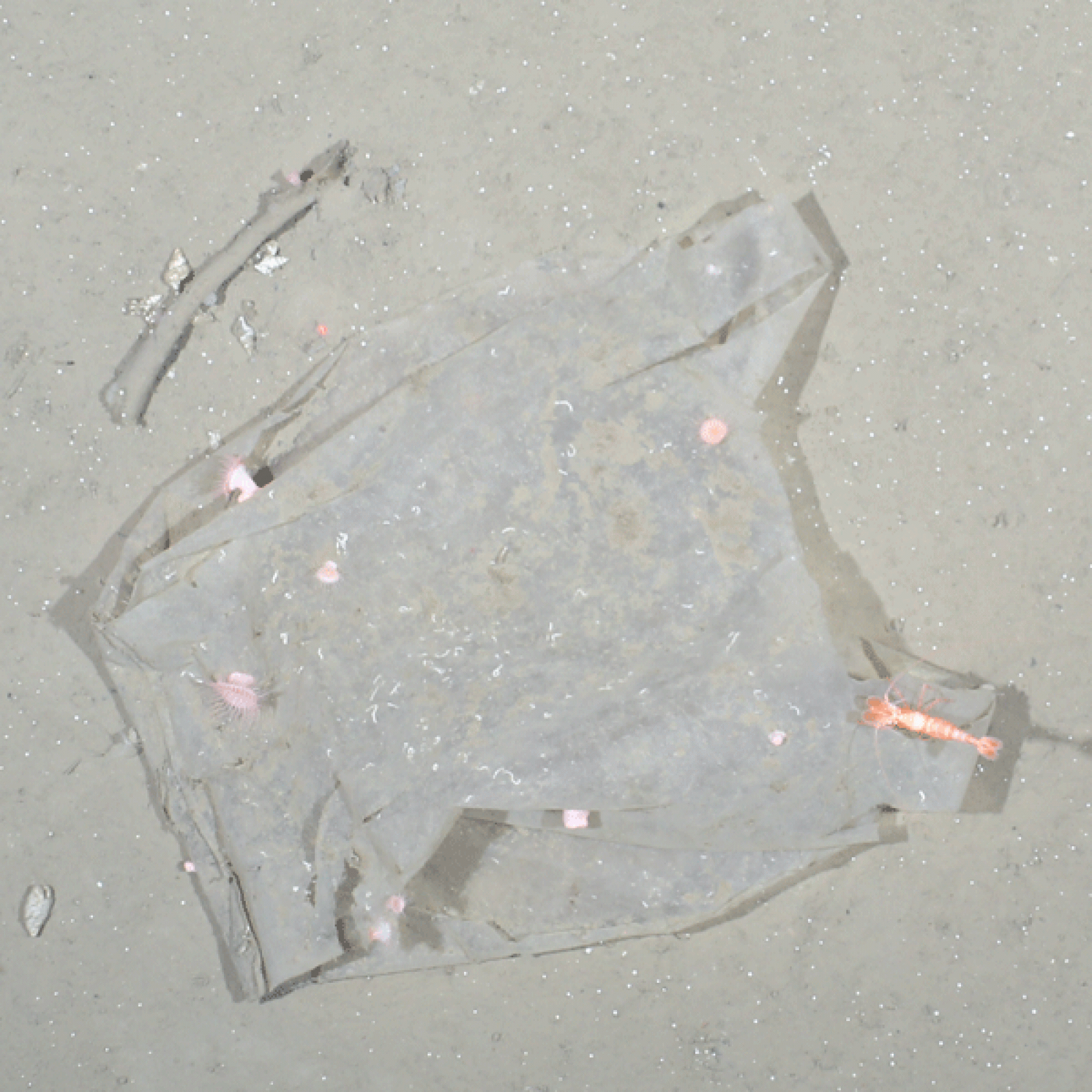 Ein Stück Plastik in 2500 Metern Tiefe in der Framstrasse (Alfred-Wegener-Institut/Melanie Bergmann/OFOS)