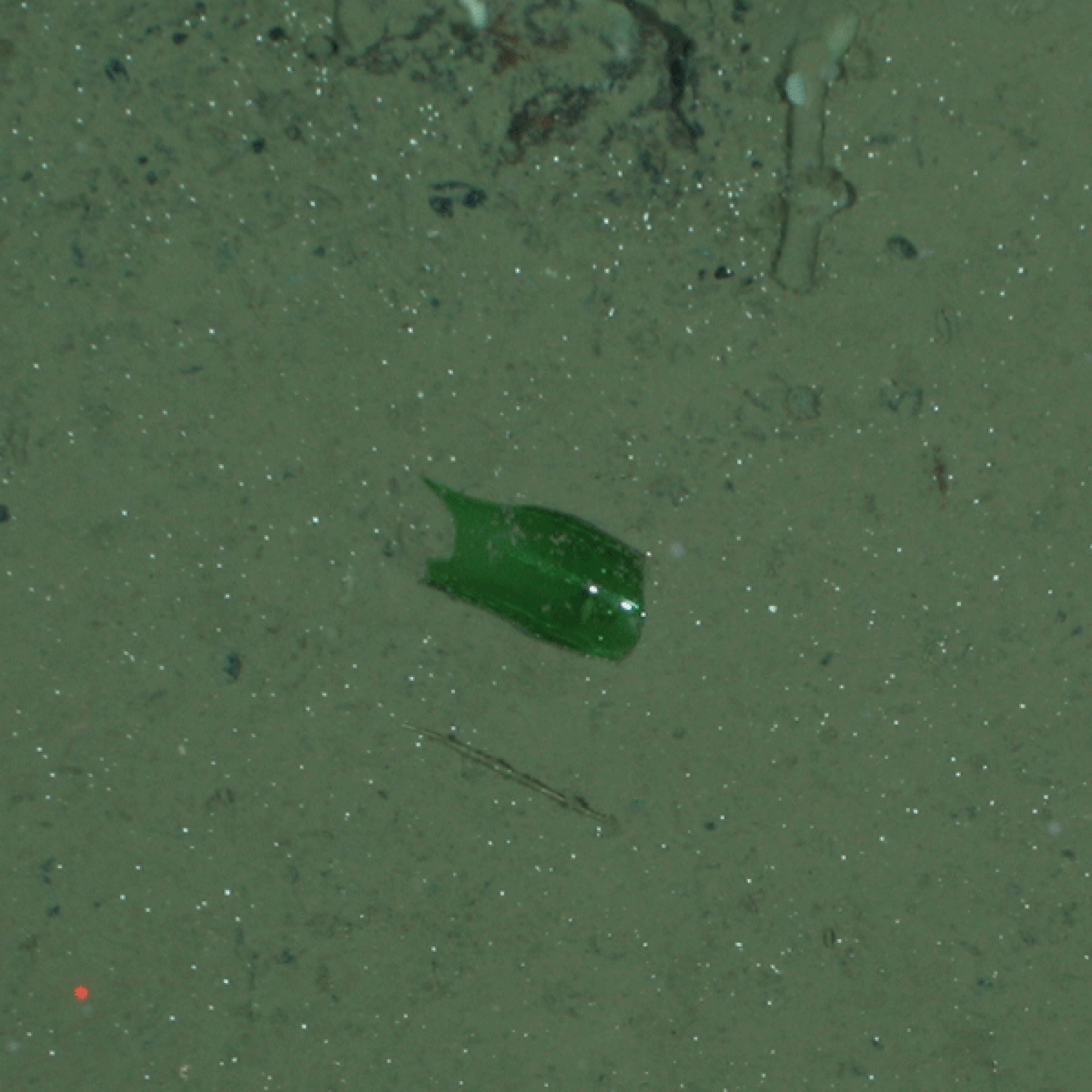 Eine Glasscherbe in 2500 Metern Tiefe im AWI-Hausgarten in der Framstrasse. (Alfred-Wegener-Institut/Melanie Bergmann/OFOS)
