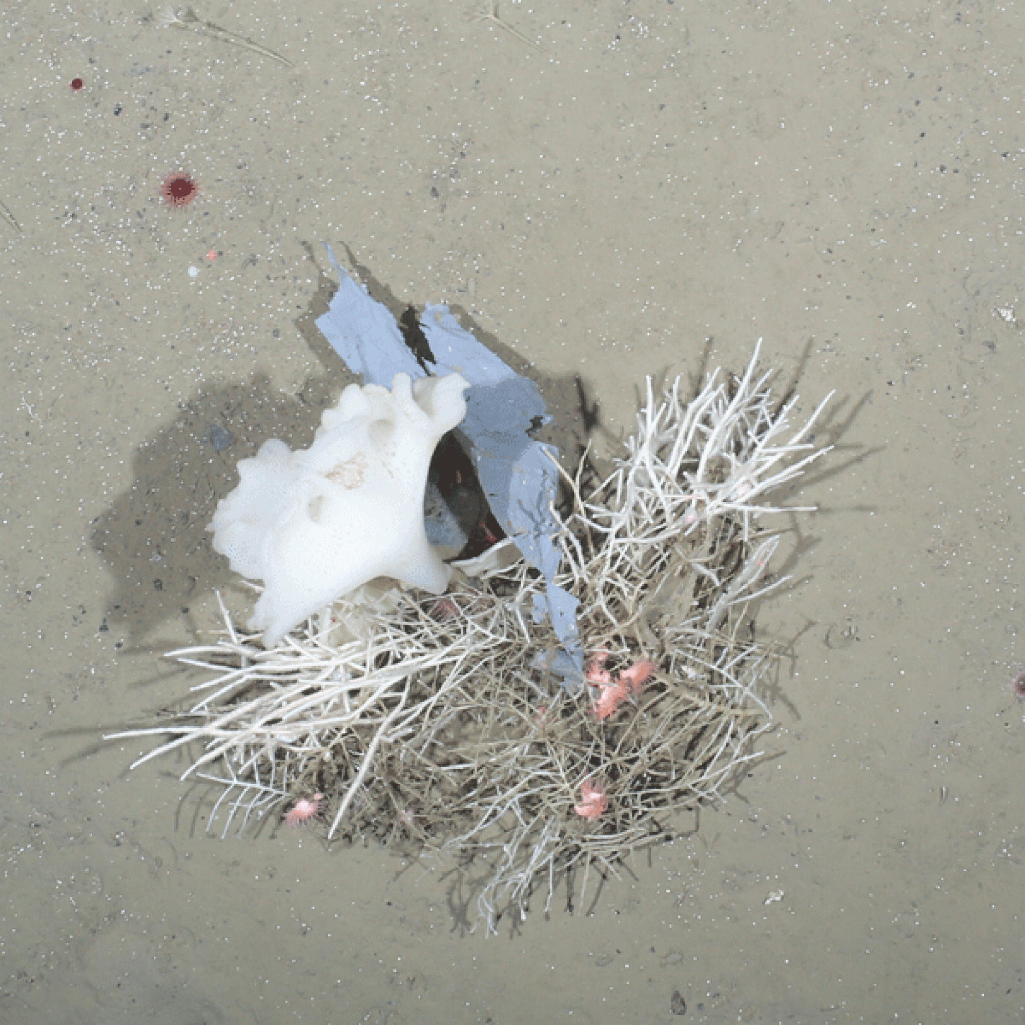 Plastikfetzen, der sich in einem Schwamm verfangen hat und mit Anemonen besiedelt ist. Er wurde sowohl 2014 als auch 2016 erfasst. (Alfred-Wegener-Institut/J. Taylor/OFOS)
