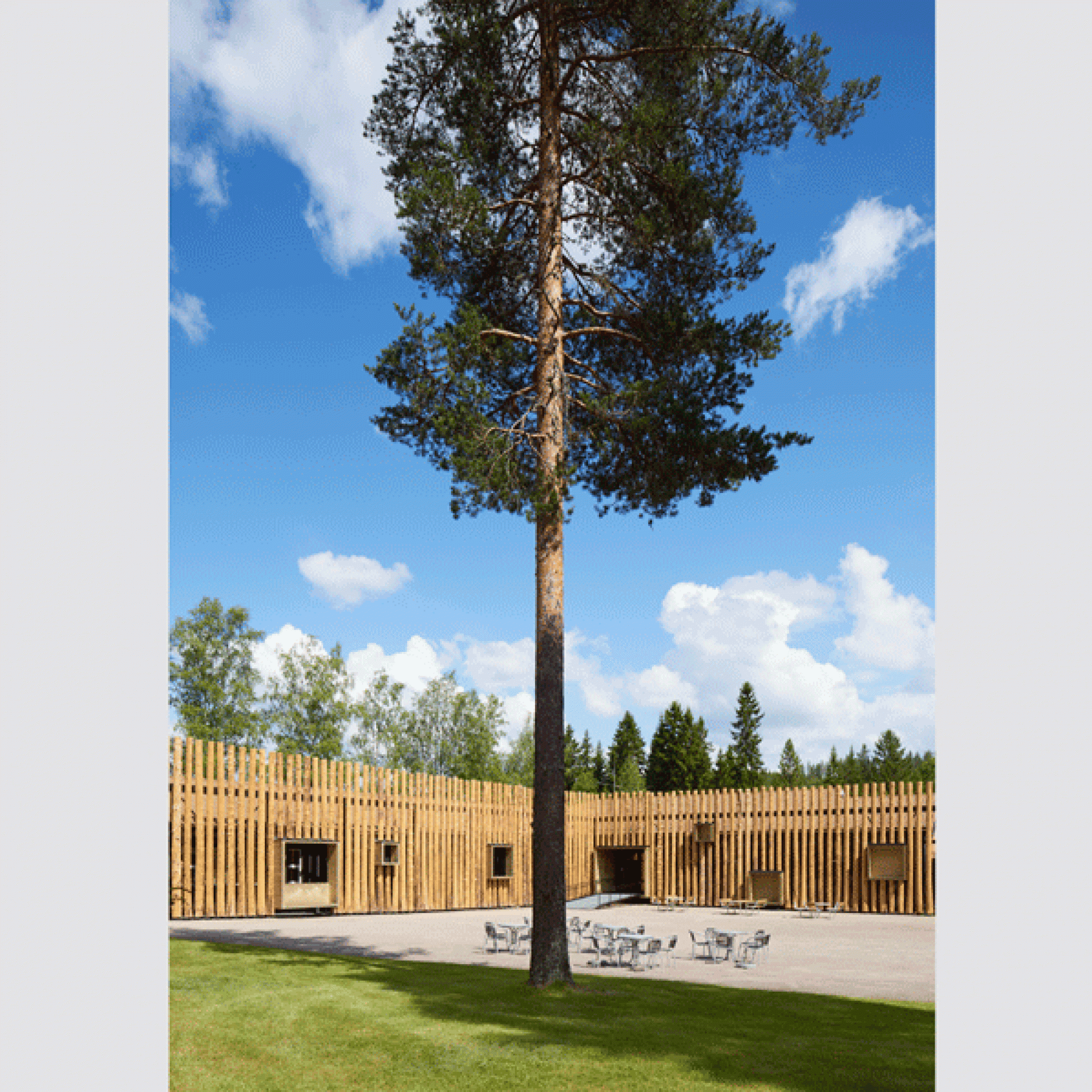 Holz und Bäume... 
