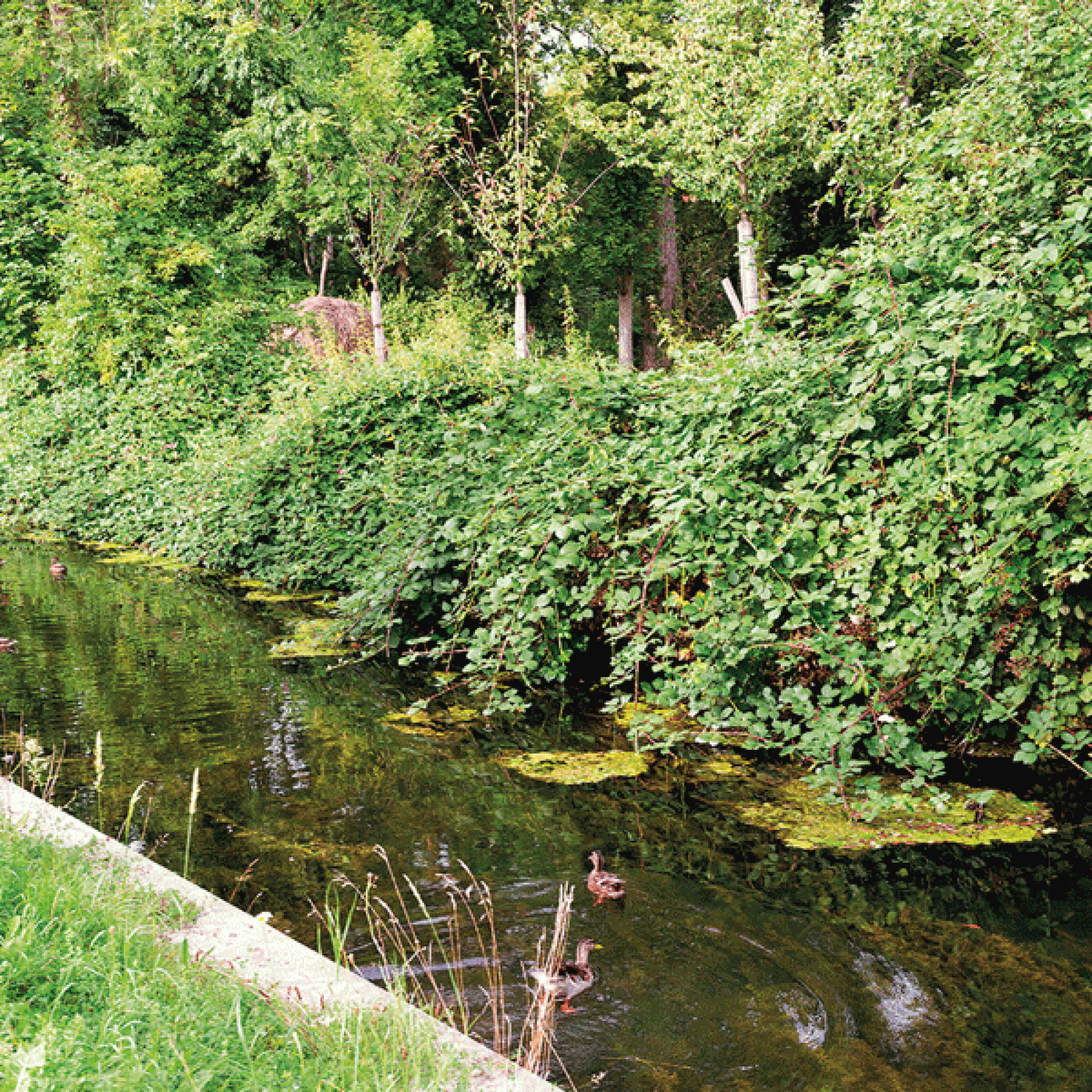 Der Murg-Auen-Park in Frauenfeld TG. (Bild: Flavio Karrer, Schweizer Heimatschutz)
