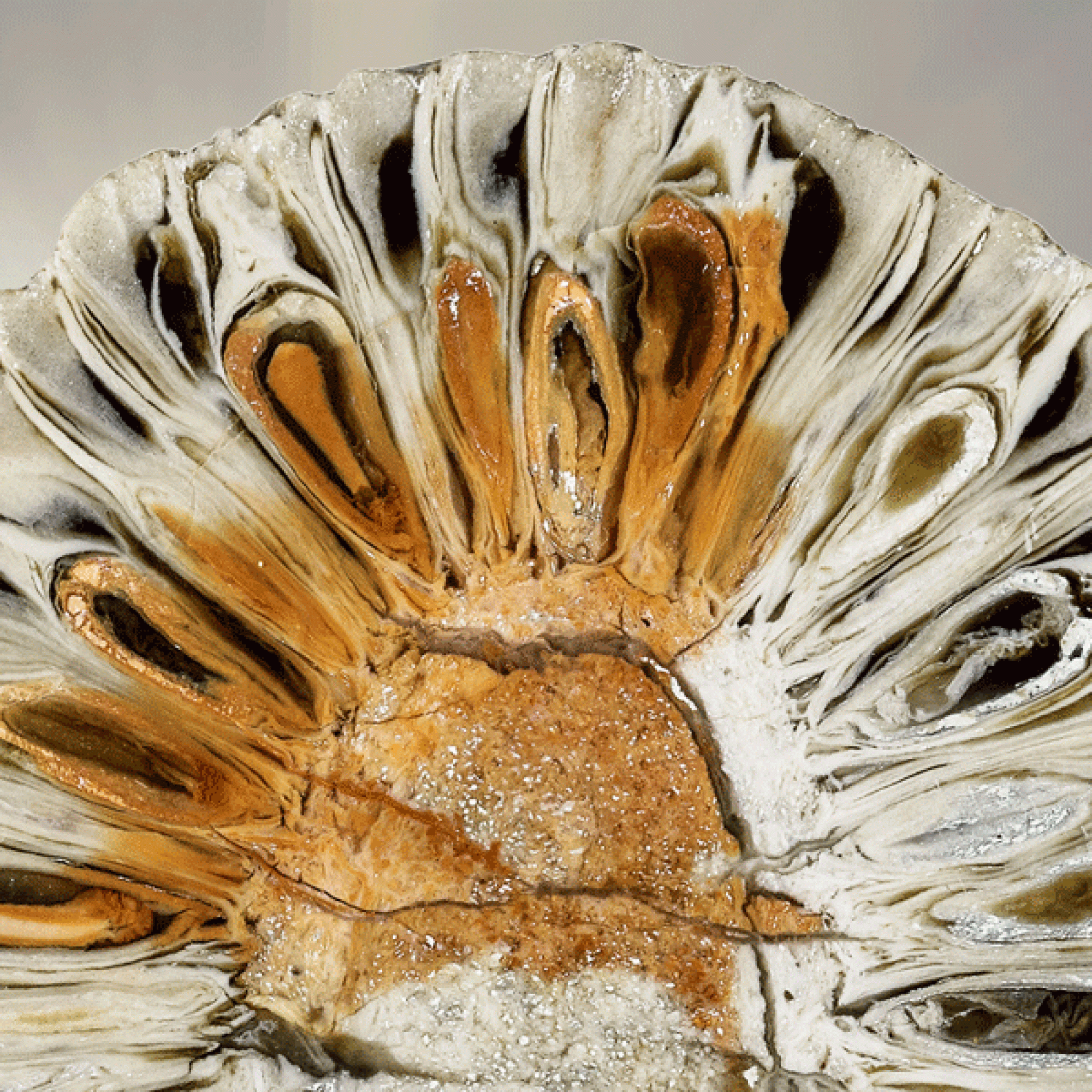 Ein aufgesägter 200 Millionen alter, fossiler Araukarienzapfen. (Bild: Urs Möckli - Sauriermuseum Aathal) 