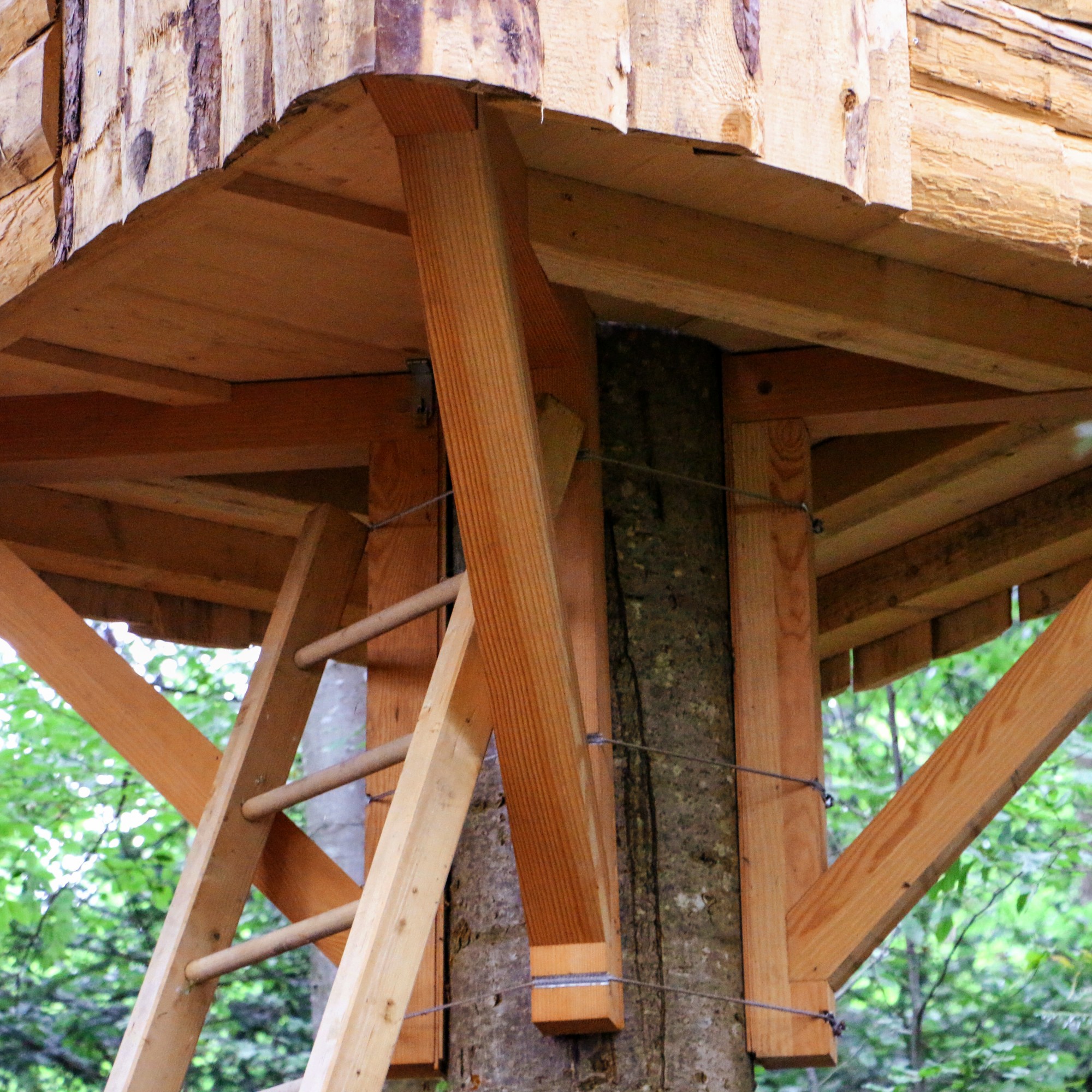 Bei der speziellen Befestigungsmethode werden drei Stahlseile um den Baum gespannt und keine Schrauben benötigt.