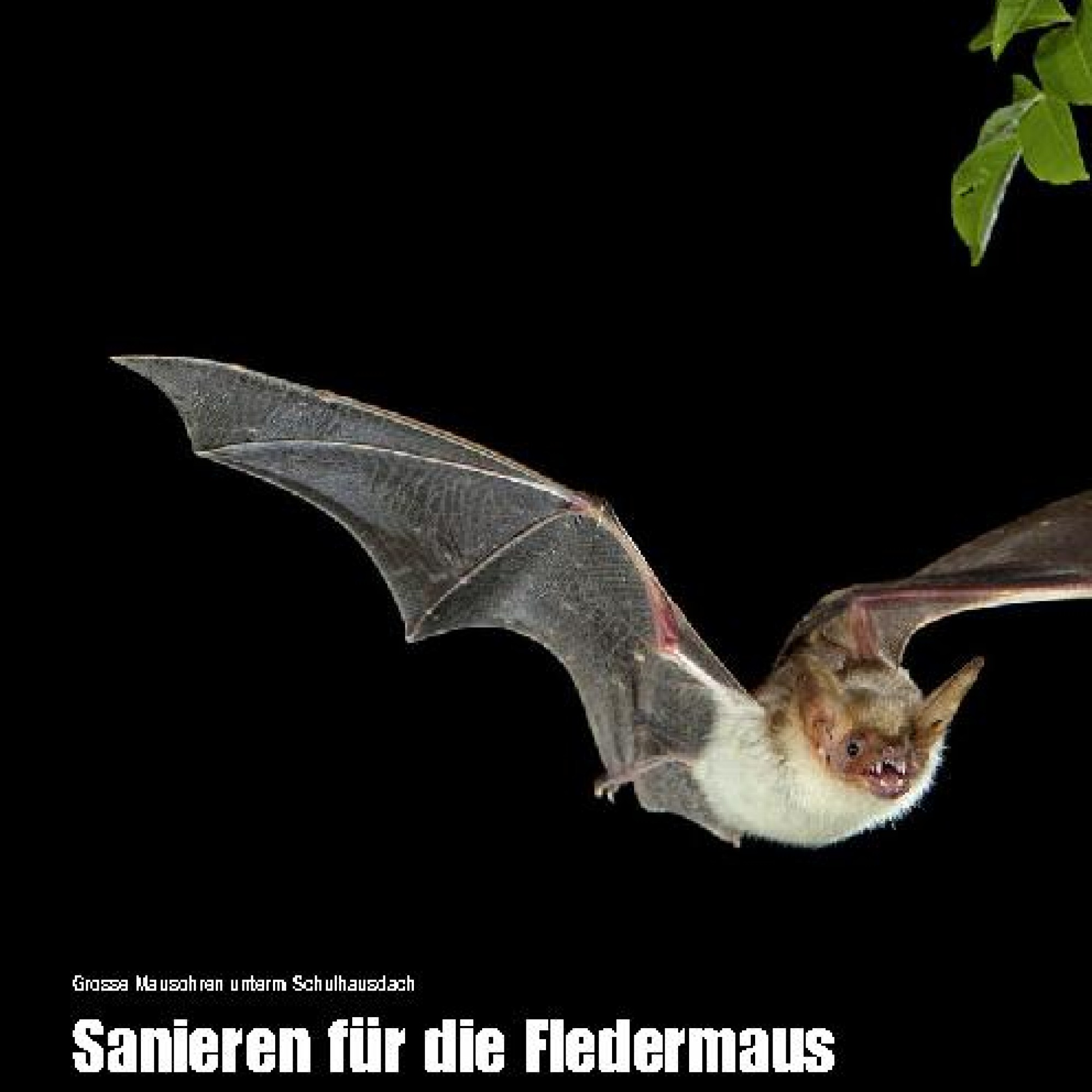 Grosse Mausohren unterm Schulhausdach Sanieren für die Fledermaus