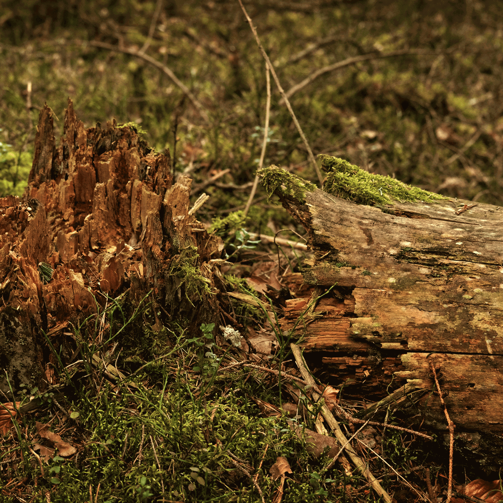 Vom Sturm gefällter Baum.