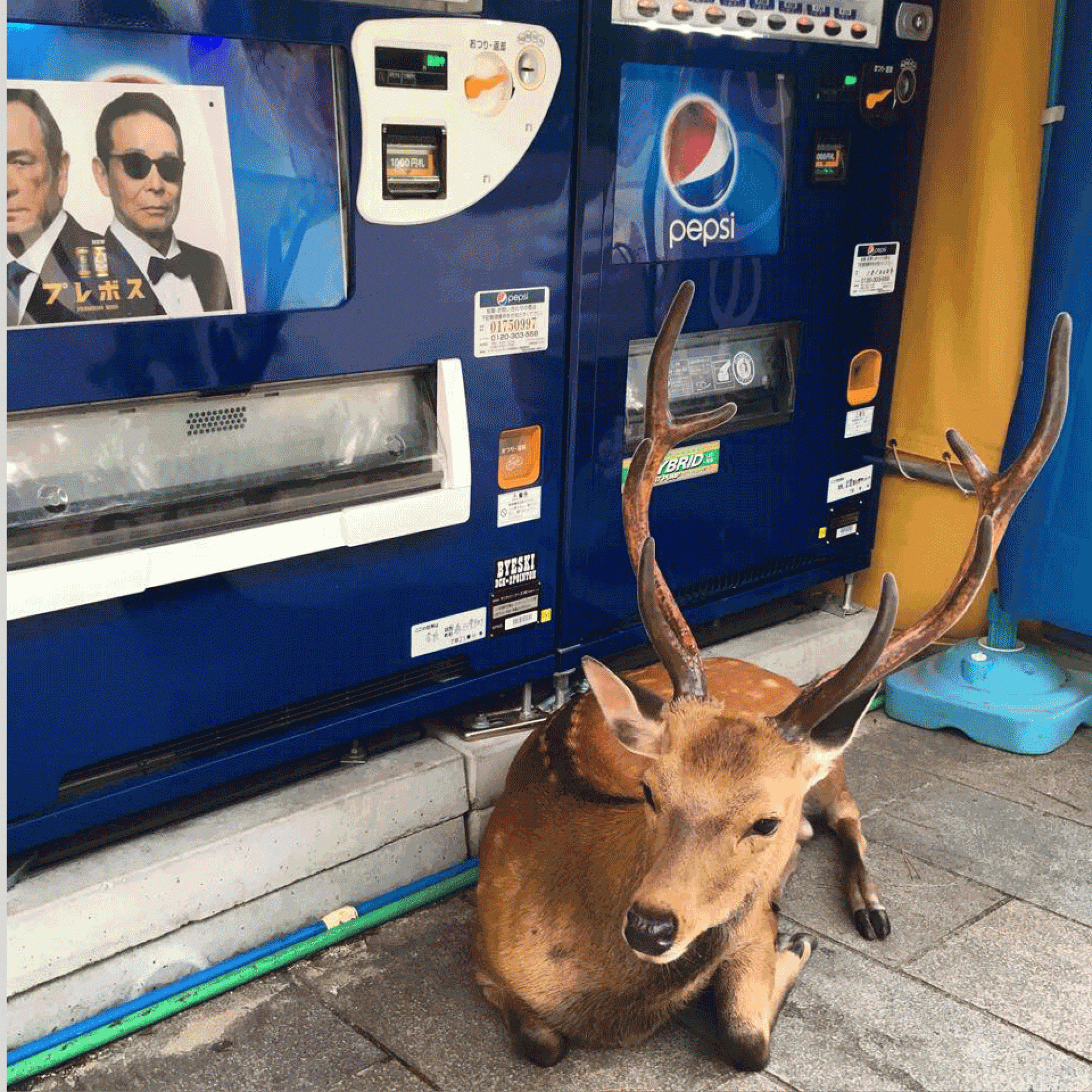 Dammhirsch vor einem Getränkeautomaten in Nara, Japan.