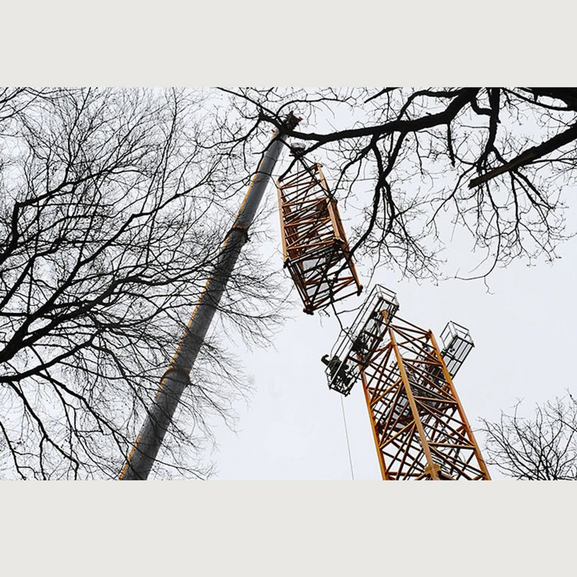 Auftakt zu einem 20 Jahre dauernden Waldexperiment: In Hölstein BL wird ein 50 Meter hoher Baukran installiert. Er erlaubt es den Wissenschaftler, in den Baumkronen wissenschaftliche Experimente durchzuführen.