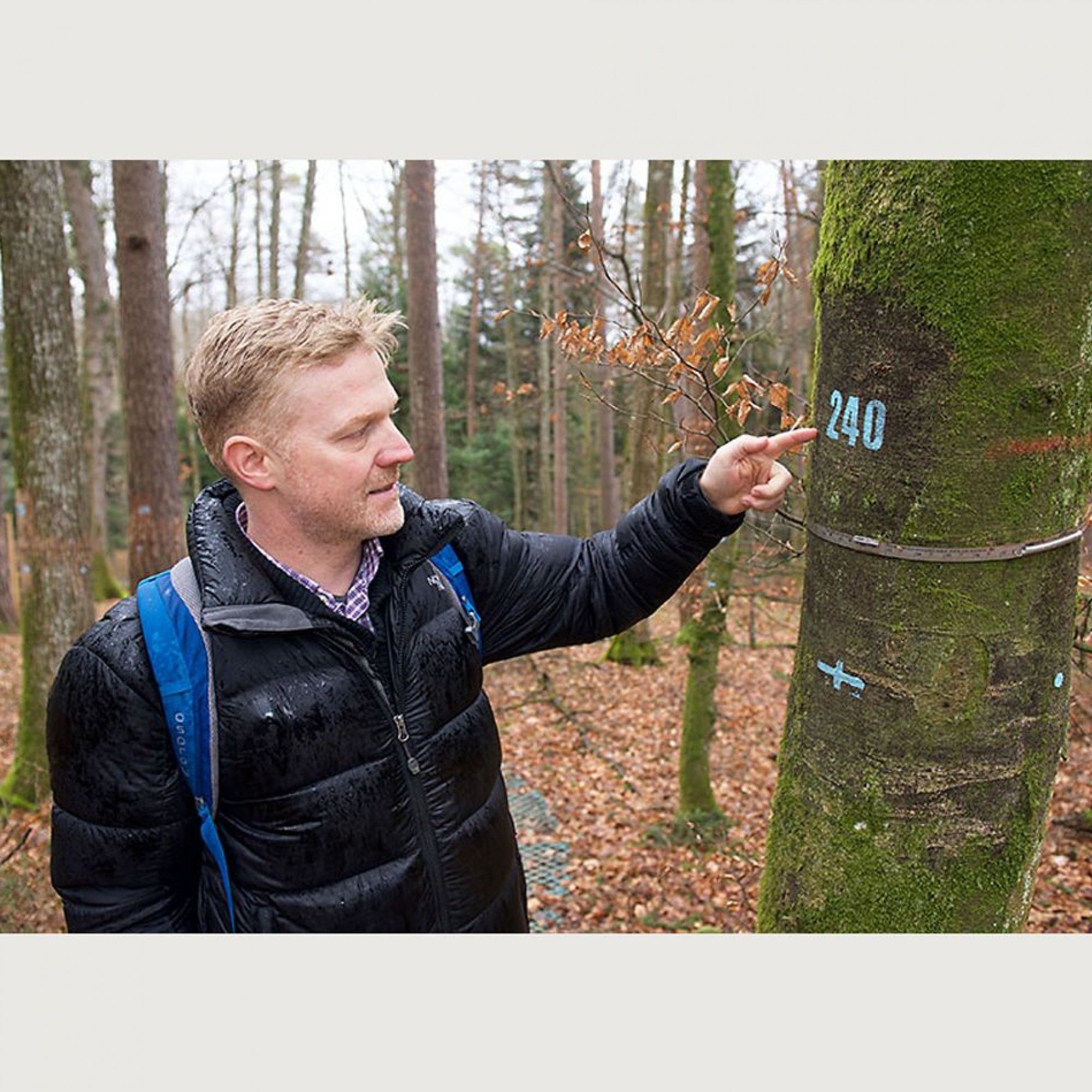 Die Forscher um den Basler Pflanzenwissenschaftler Professor Ansgar Kahmen haben die einzelnen Bäume auf der Versuchsfläche nummeriert und mit einem Dendrometerband versehen, das die Zunahme des Baumumfangs misst.