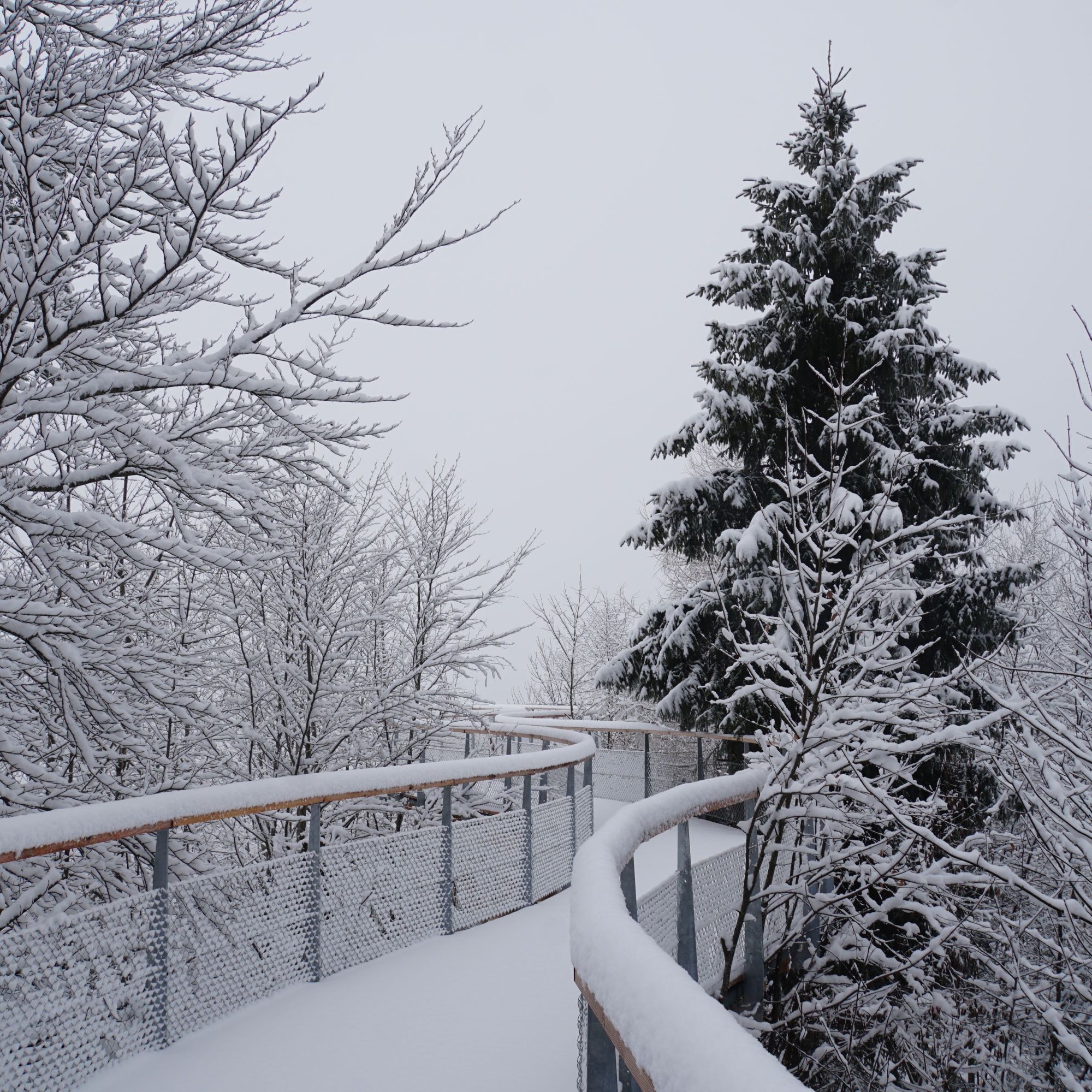 Noch liegt Schnee auf den Bohlen des Baumwipfelpfads. Nach der Eröffnung im Mai ist eine ganzjährige Öffnung geplant.