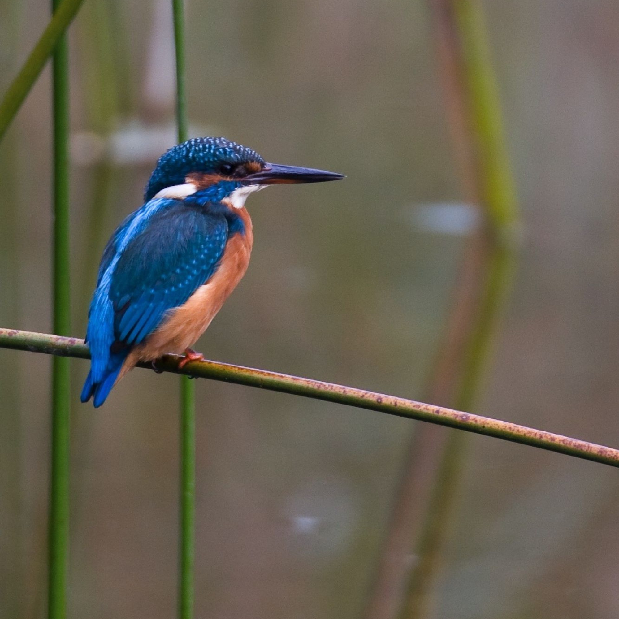 An der umgestalteten Emme wird der Eisvogel Böschungen oder Steilufer finden, in denen er seine Niströhre anlegen kann.