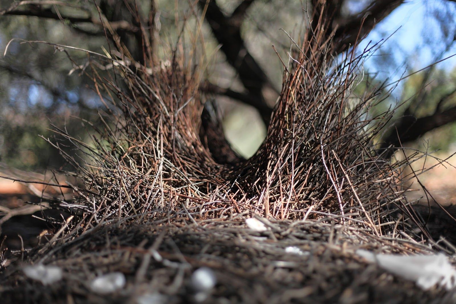 Nest Laubenvogel