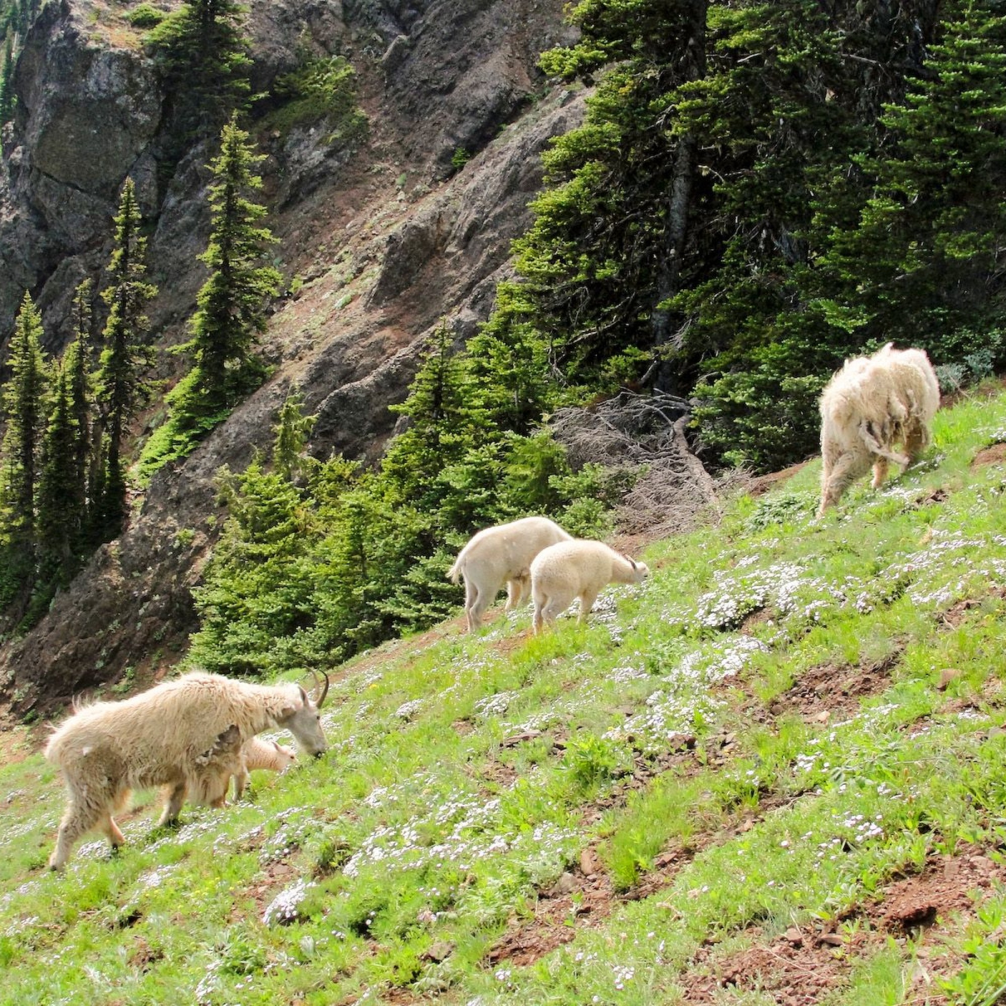 Die pelzigen Tiere des Olympic Nationalparks wurden ausgeflogen.