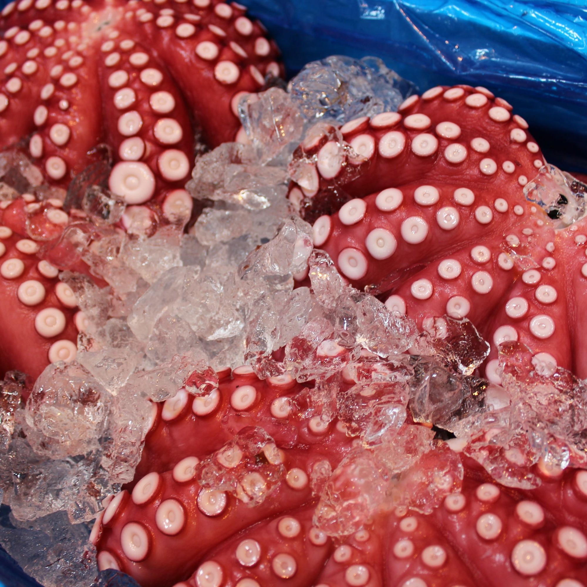 Oktopusse auf dem Tsukiji Fischmarkt.