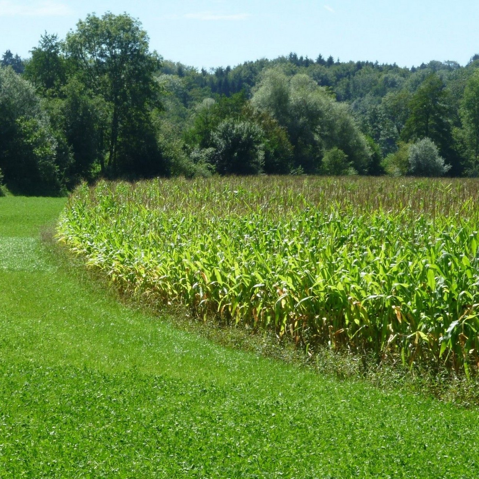 Vor acht Jahren wurde die ehemalige Aue Mühlematt bei Ferenbalm intensiv landwirtschaftlich genutzt.