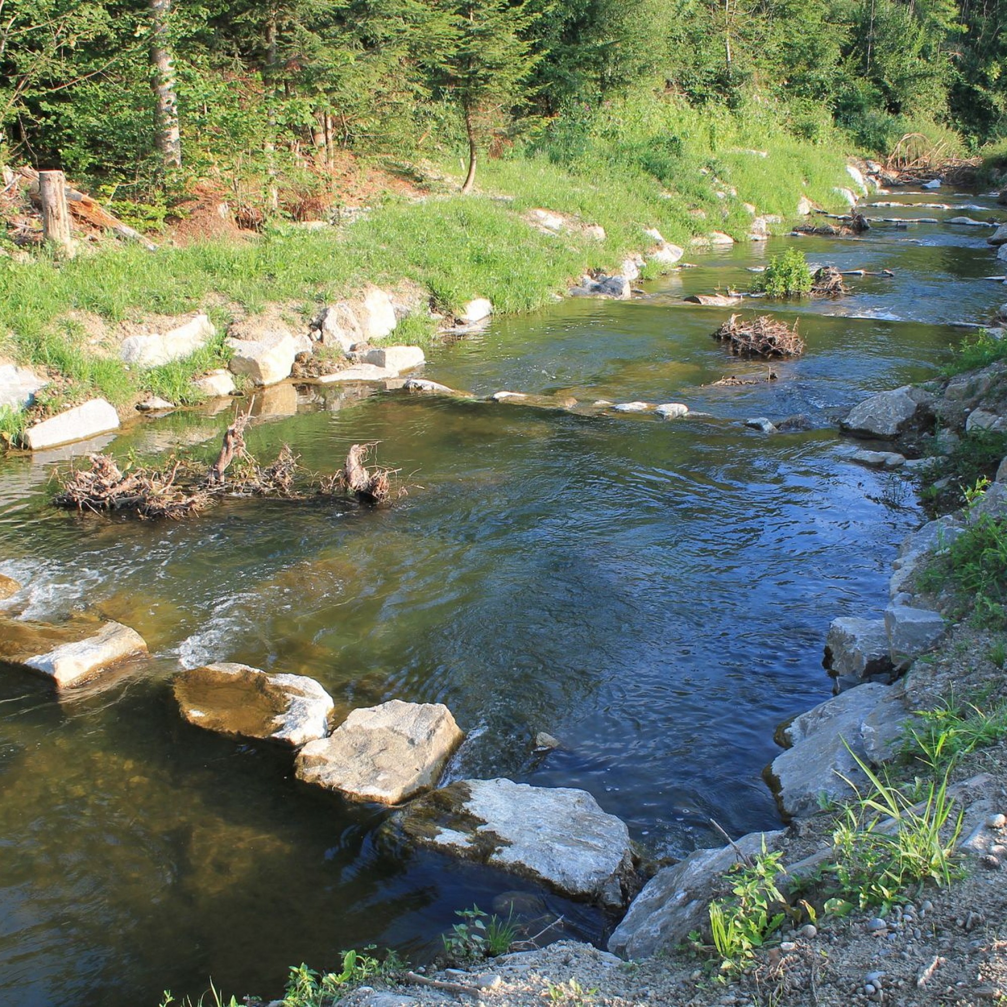 Der neu gebaute Beckenpass wird neben seiner Funktion als Aufstiegsbauwerk auch als wertvoller Lebensraum für Fische und Wasserinsekten dienen. Vorher versperrte hier ein knapp drei Meter hohes Wehr den Fischen den Weg.