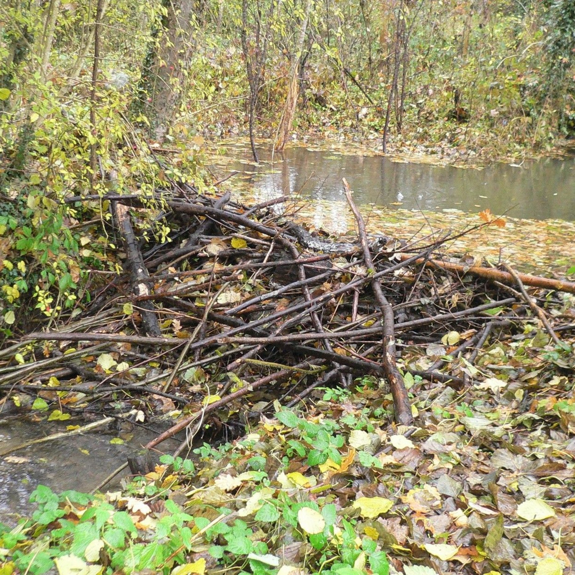 Biberdämme schaffen nun ein natürliches Feuchtgebiet entlang des Mülibachs.