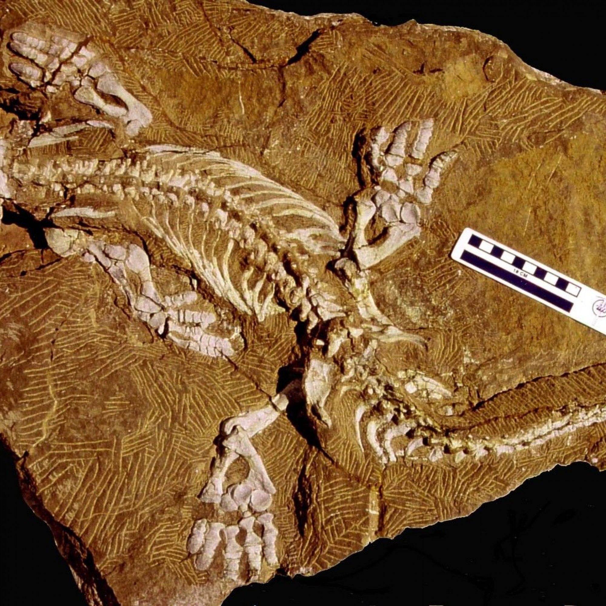 Das Fossil von Orobates.